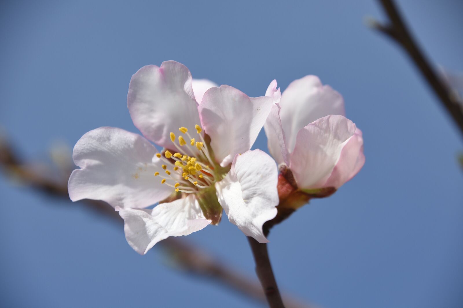 Nikon D7200 sample photo. Flower, plant, nature photography