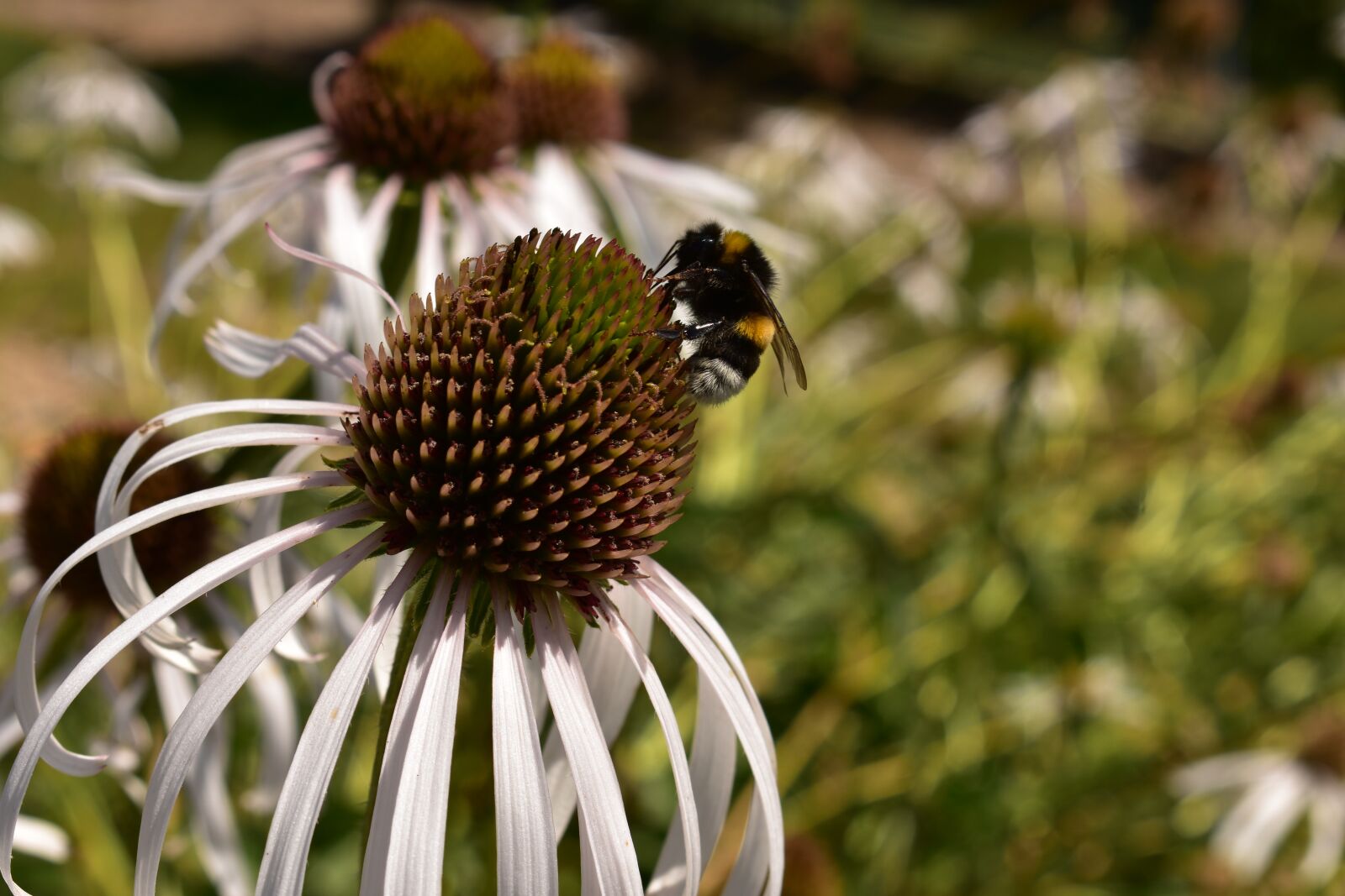 Nikon D3400 sample photo. Insects, flower, pollen photography