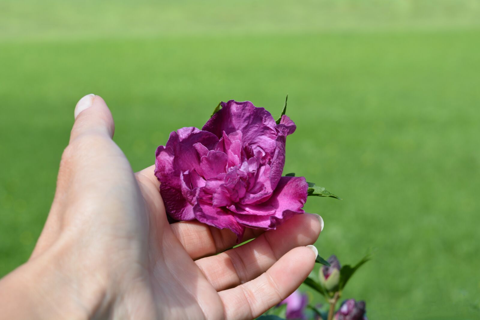 Nikon D7100 sample photo. Hand, flower, petals photography