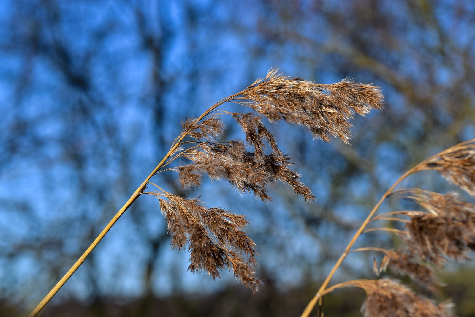 Nikon D3300 sample photo. Reed, seed position, blue photography