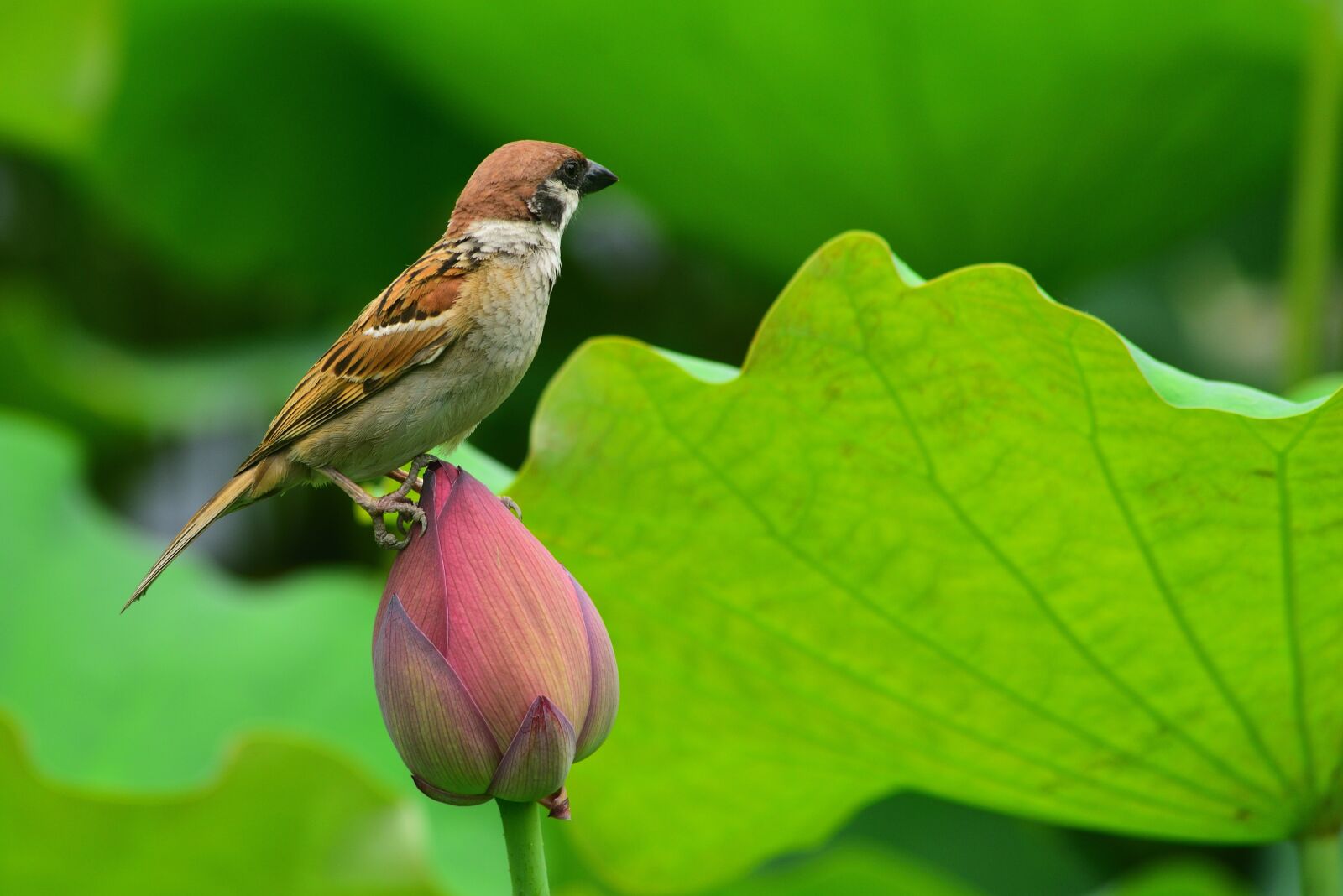 Nikon D750 sample photo. Animal, bird, sparrow photography