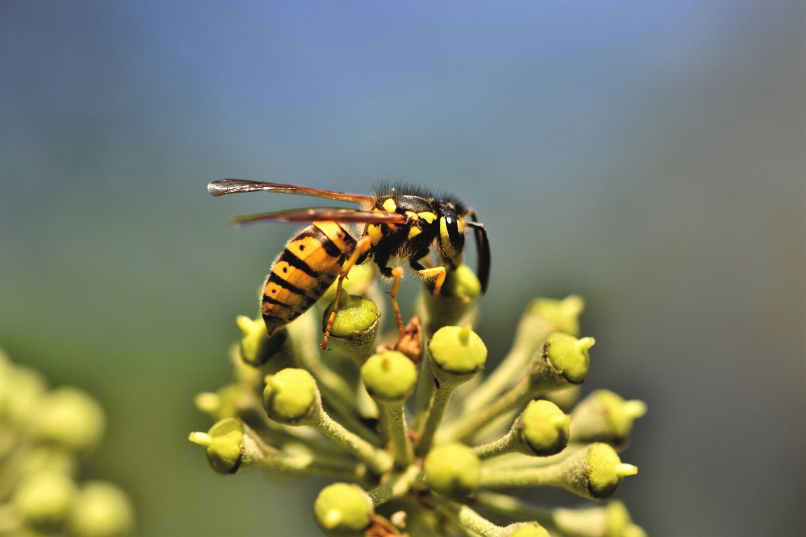 Nikon D7200 sample photo. Wasp, insect, entomology photography