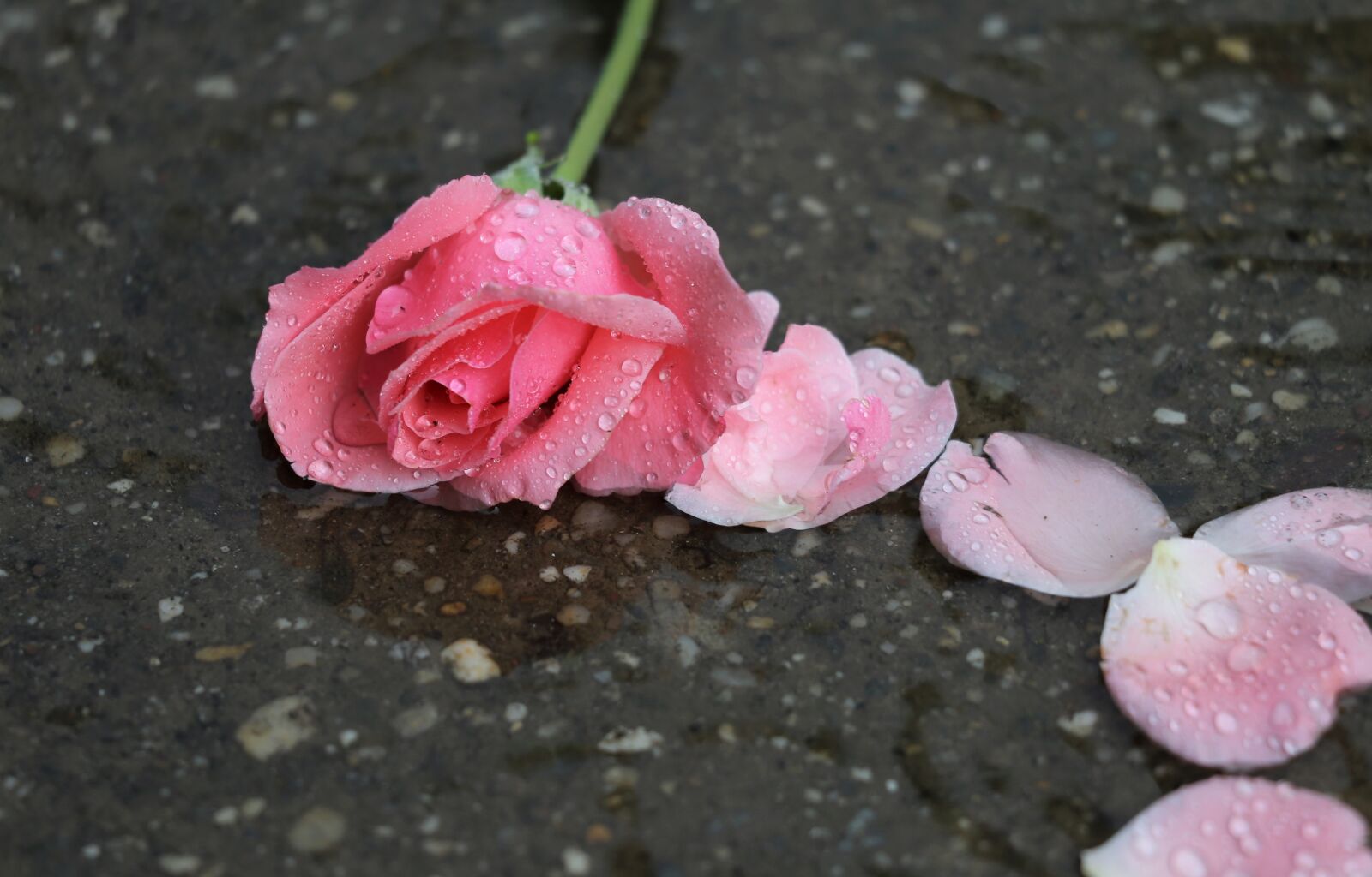 Canon EF 70-300 F4-5.6 IS II USM sample photo. Pink rose papillon, petals photography