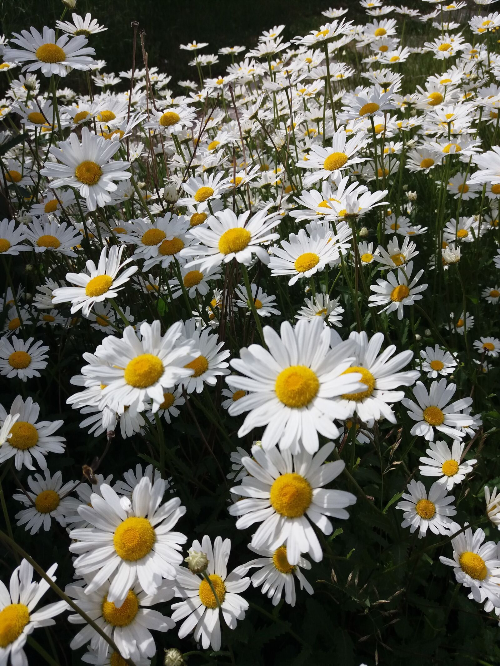 Samsung SM-J500FN sample photo. Daisy, bloom, flowers photography