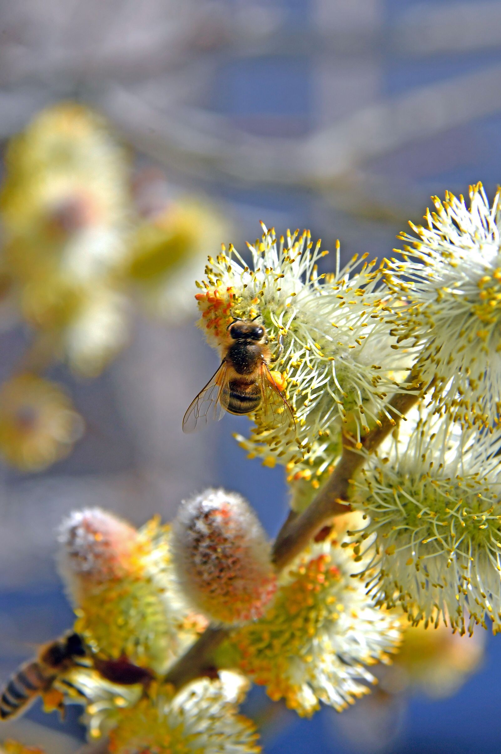 Nikon D3200 sample photo. Spring, barka, bloom photography
