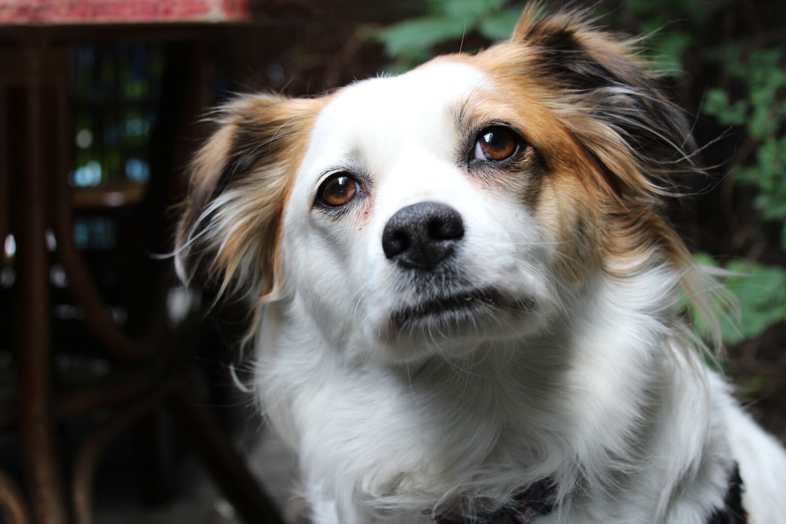 Canon EOS 1300D (EOS Rebel T6 / EOS Kiss X80) sample photo. Płochacz, dog, doggy photography