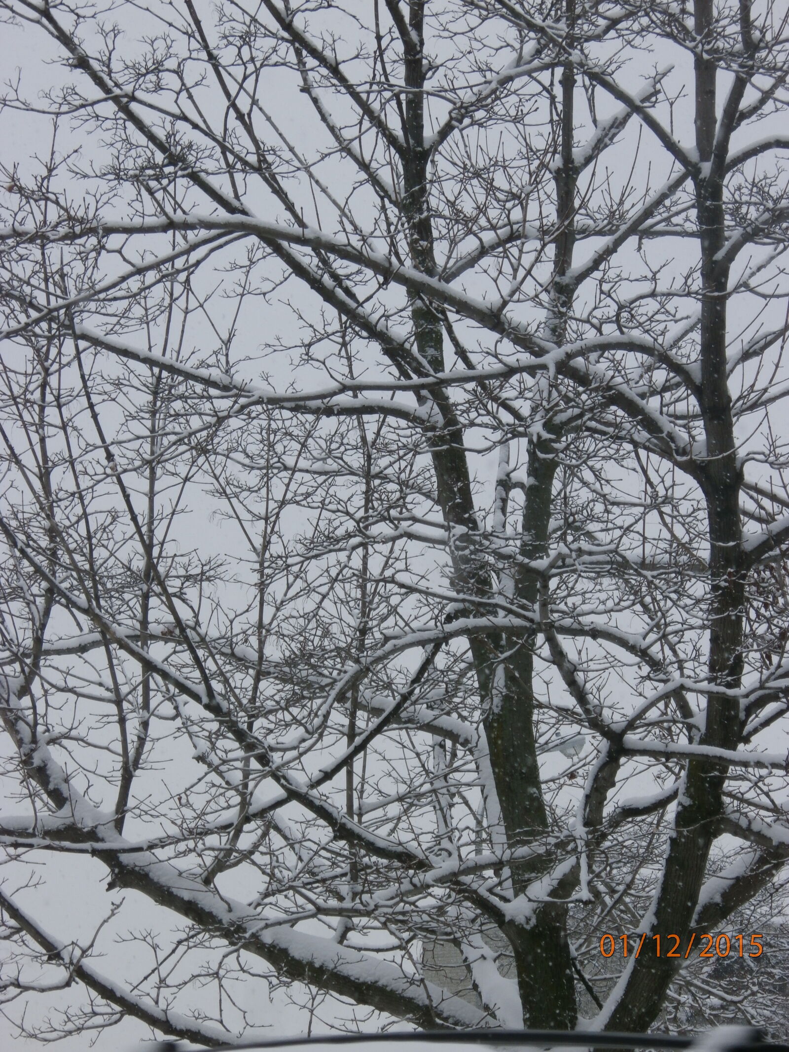 Olympus SZ-15,DZ-100 sample photo. Trees, in, winter photography