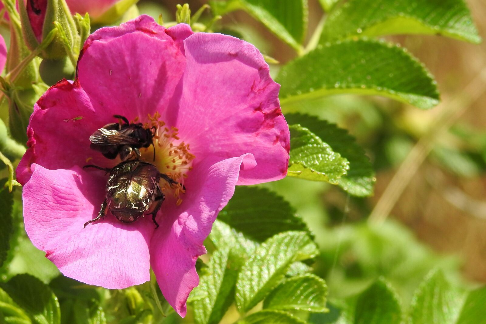 Nikon Coolpix P900 sample photo. Wild rose, blossom, bloom photography