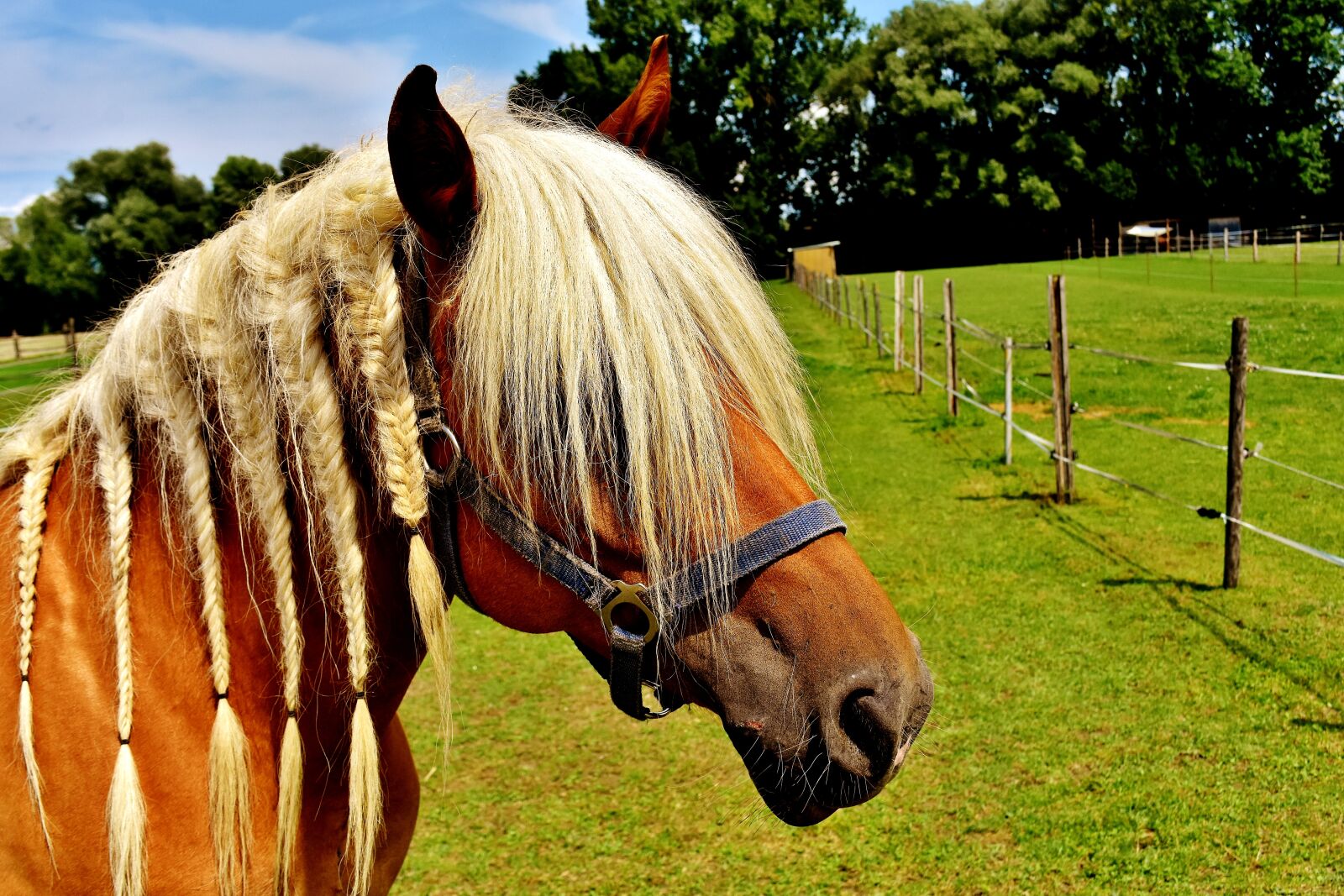Nikon D7200 sample photo. Haflinger, horse, mane photography