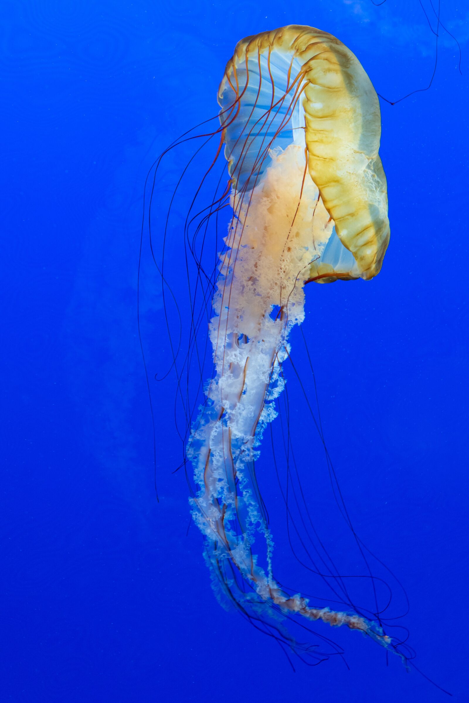 Nikon D750 sample photo. Blue, jellyfish, animal photography