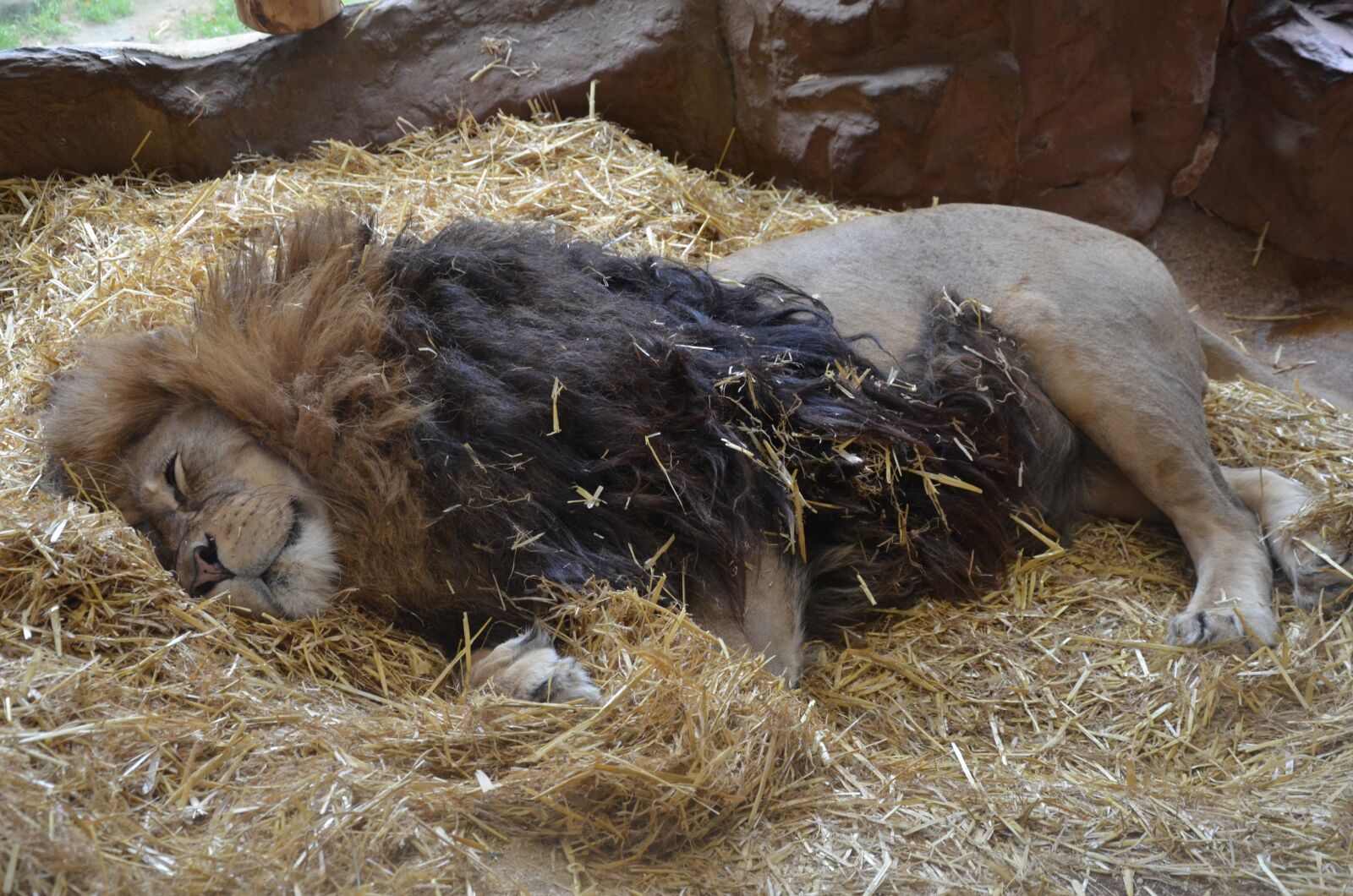 Nikon D5100 sample photo. Lion, africa, safari photography