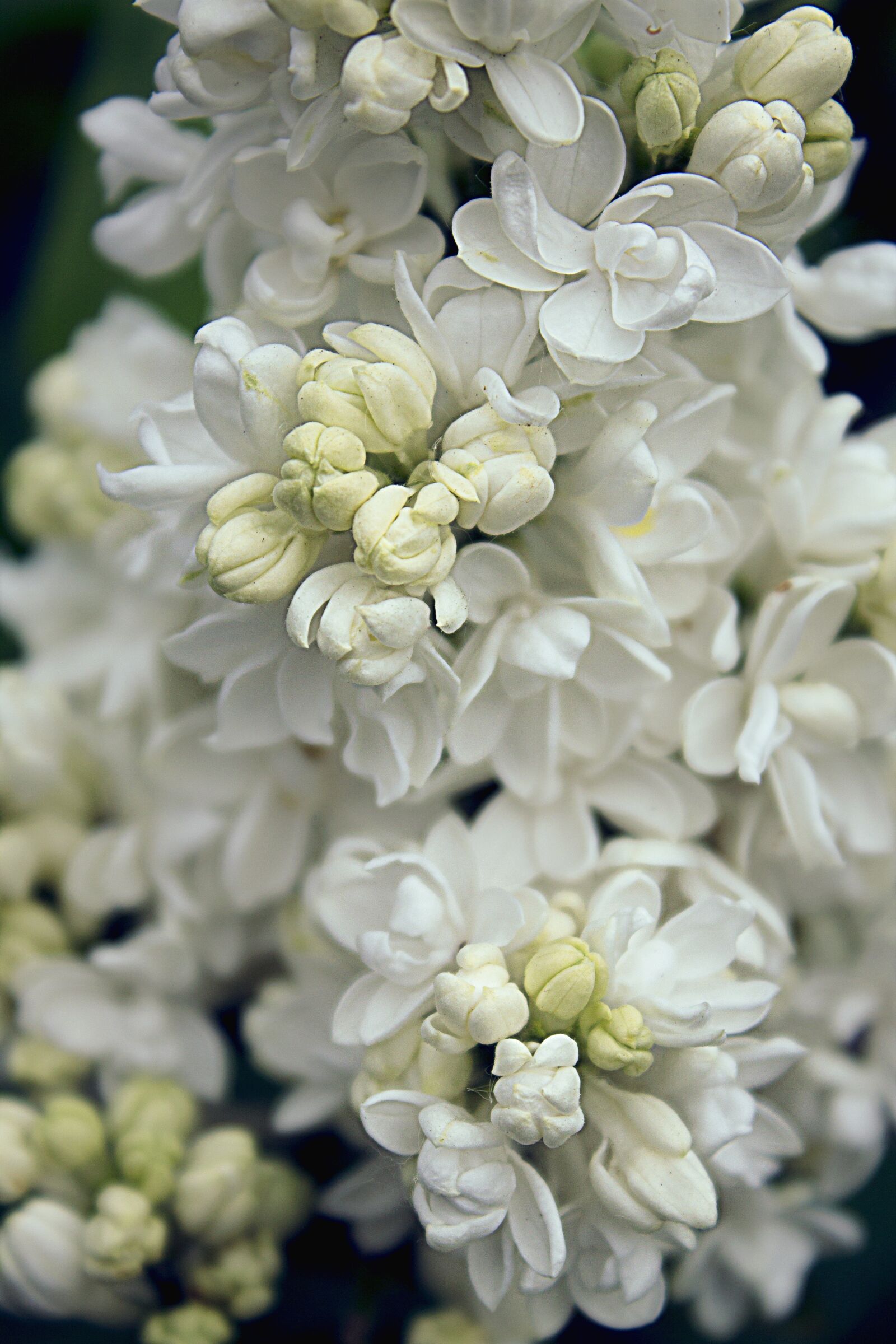 Canon EOS 1100D (EOS Rebel T3 / EOS Kiss X50) sample photo. Lilac, blossom, bloom photography