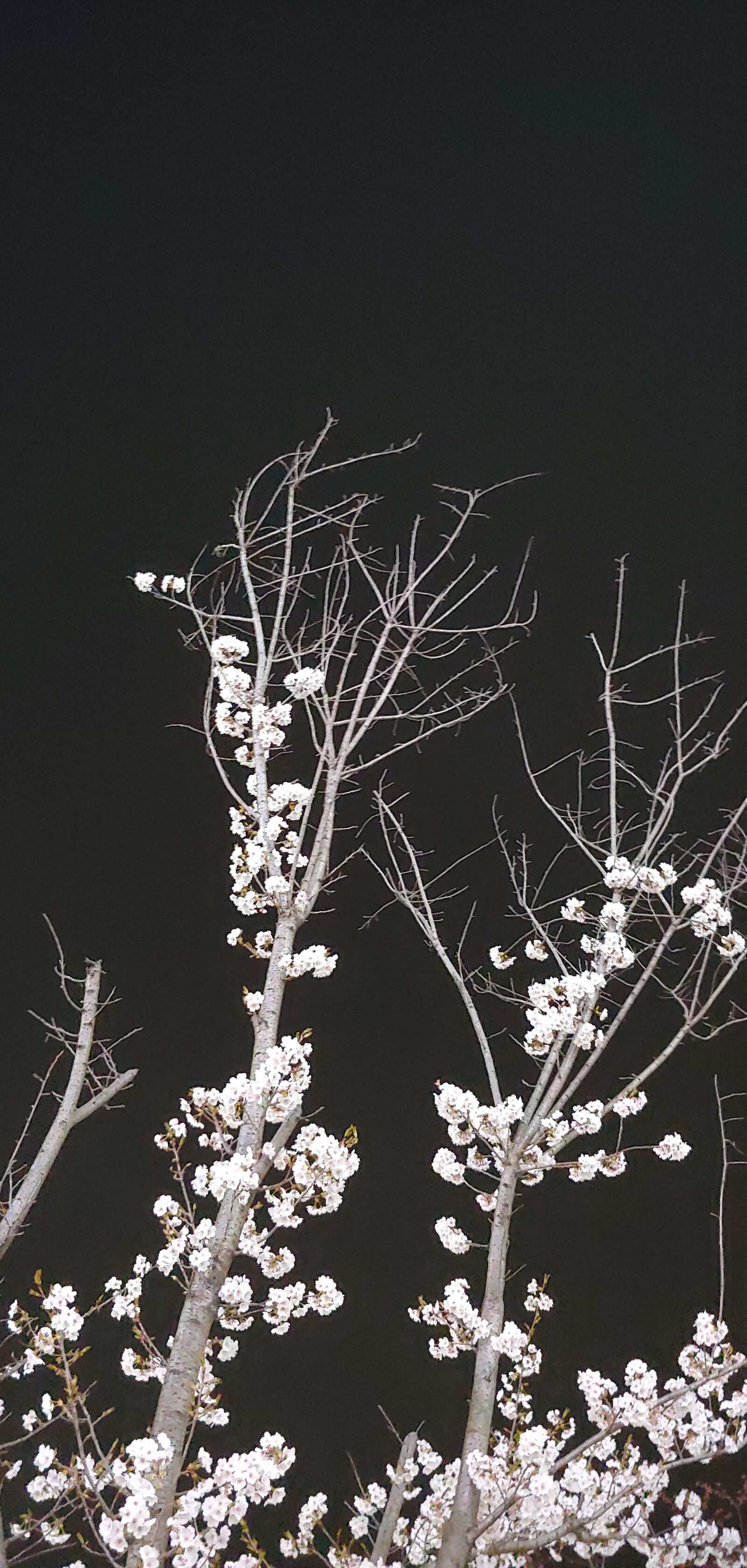LG G7 THINQ sample photo. Flower, night, flowers photography