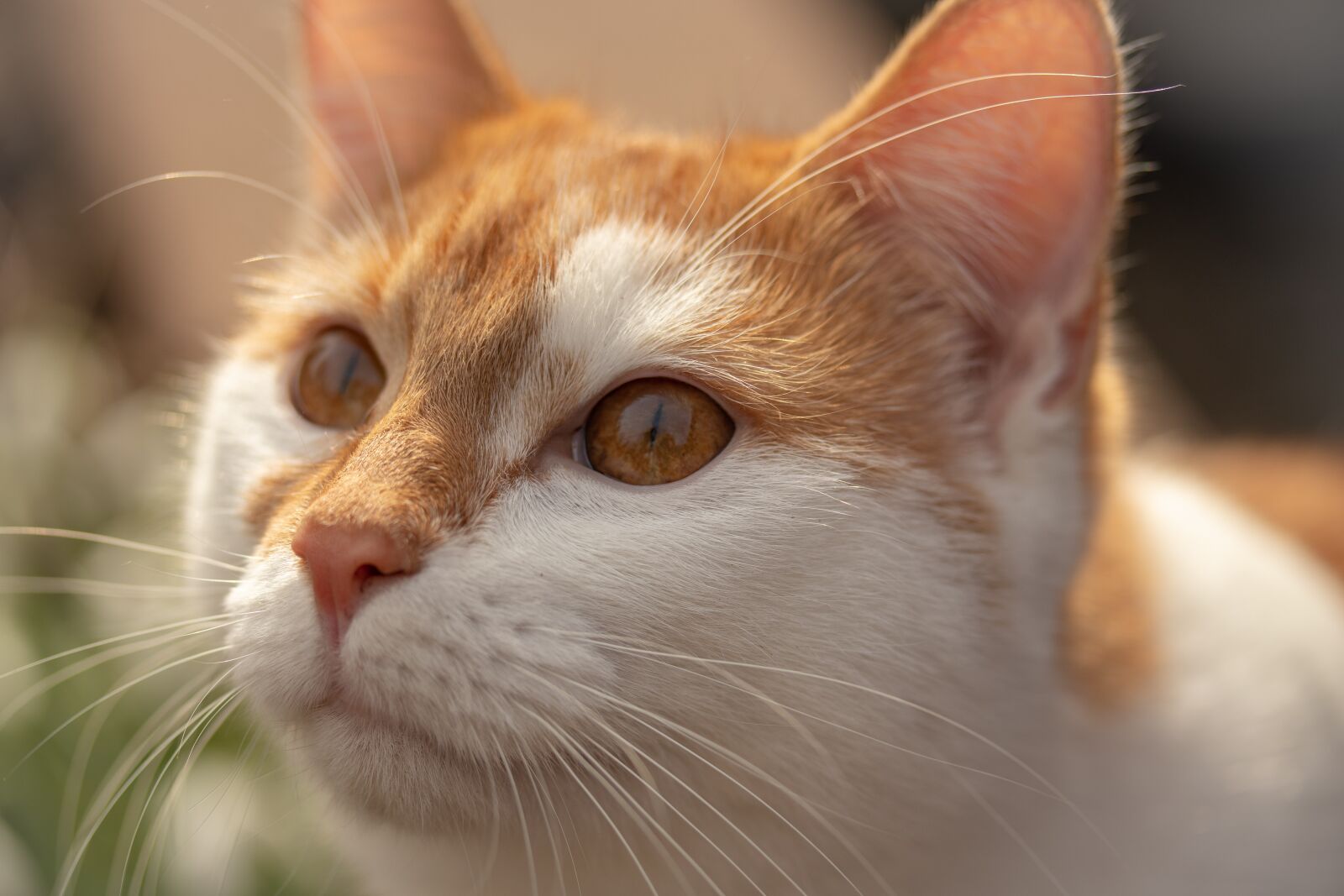 Canon EF-S 60mm F2.8 Macro USM sample photo. Cat, animal, domestic cat photography