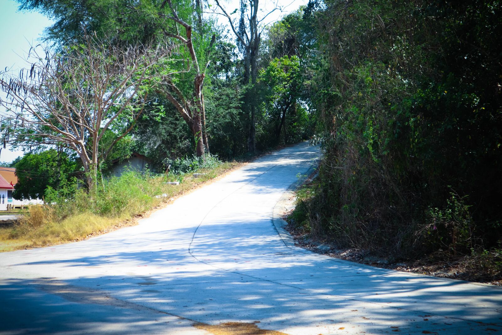 Canon EOS M50 (EOS Kiss M) sample photo. Tree, plant road, transportation photography
