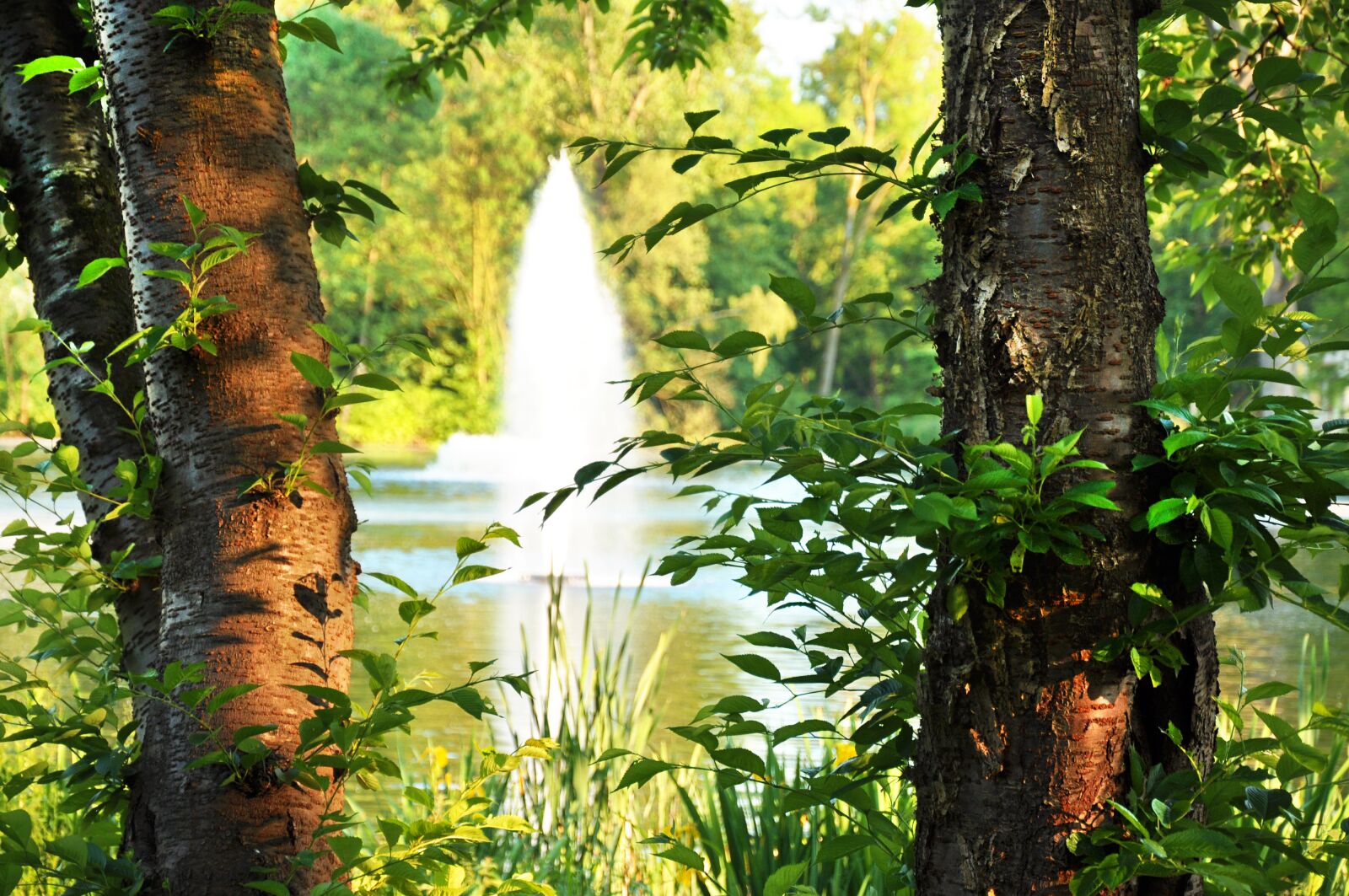 Nikon D90 sample photo. Park, trees, pond photography