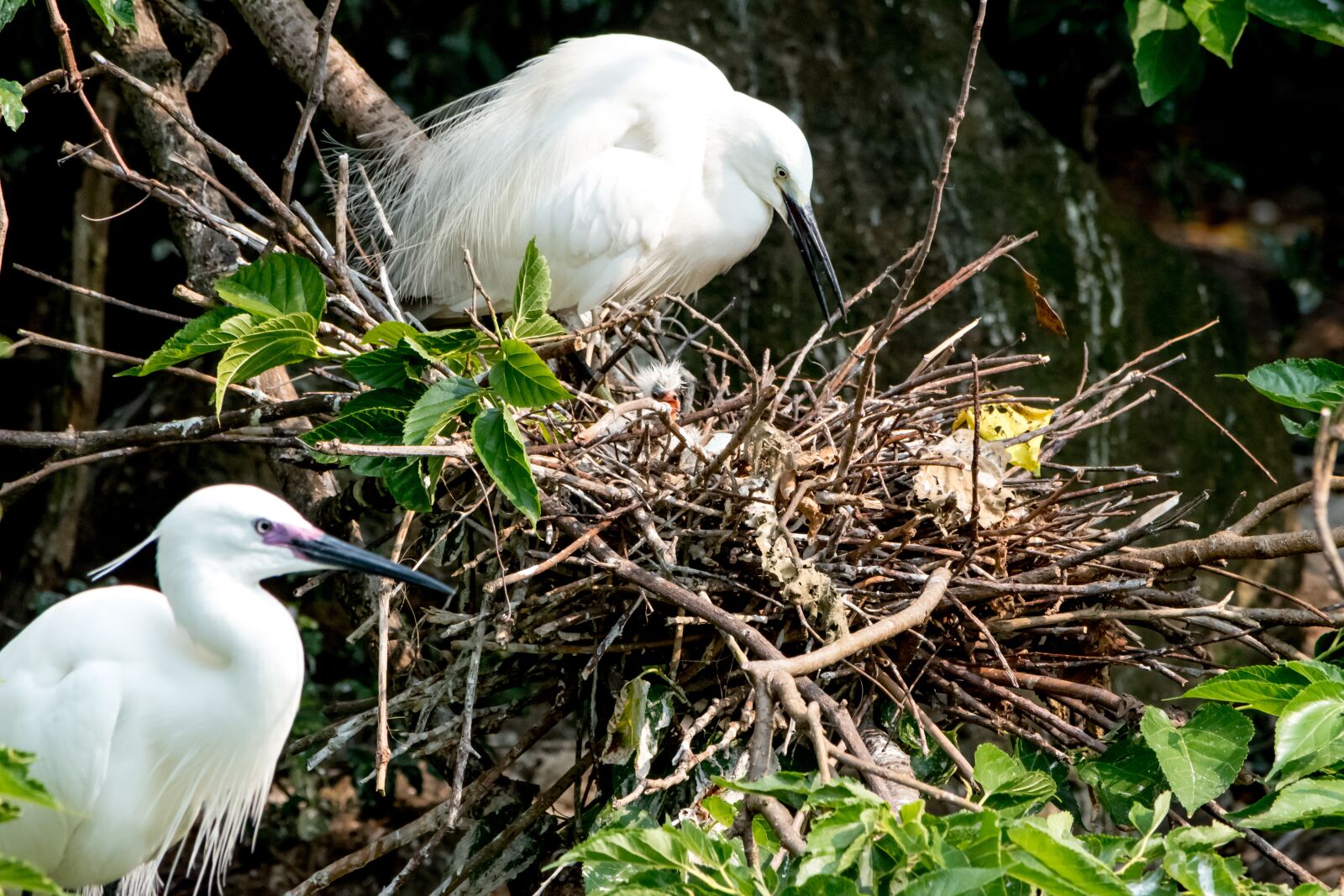 Nikon D5500 sample photo. Egret, bird, chicks photography