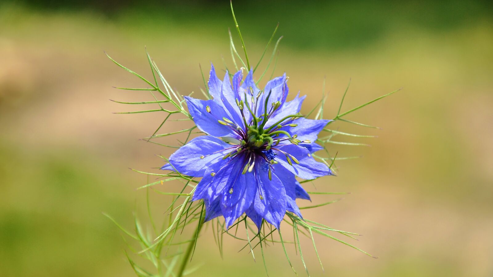 Nikon D90 sample photo. Nigella, blue flower, blue photography