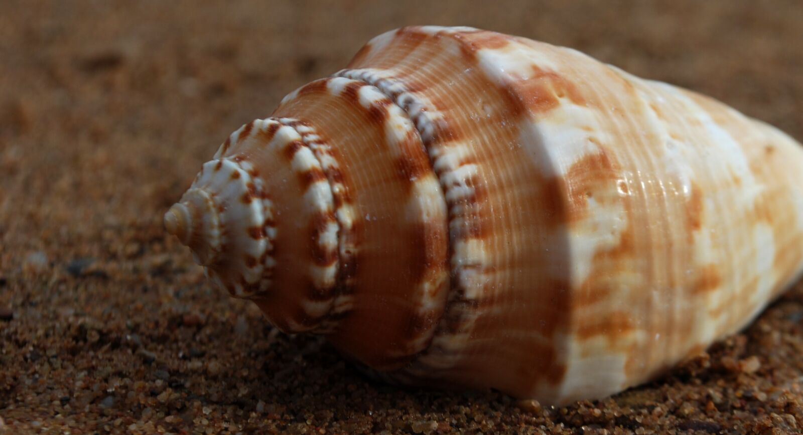 Nikon D40X sample photo. Fibonacci, spiral, seashell photography