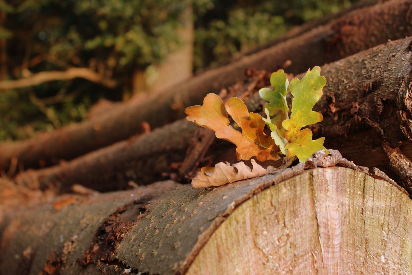 Canon EOS 1300D (EOS Rebel T6 / EOS Kiss X80) sample photo. Leaves, autumn beginning, autumn photography