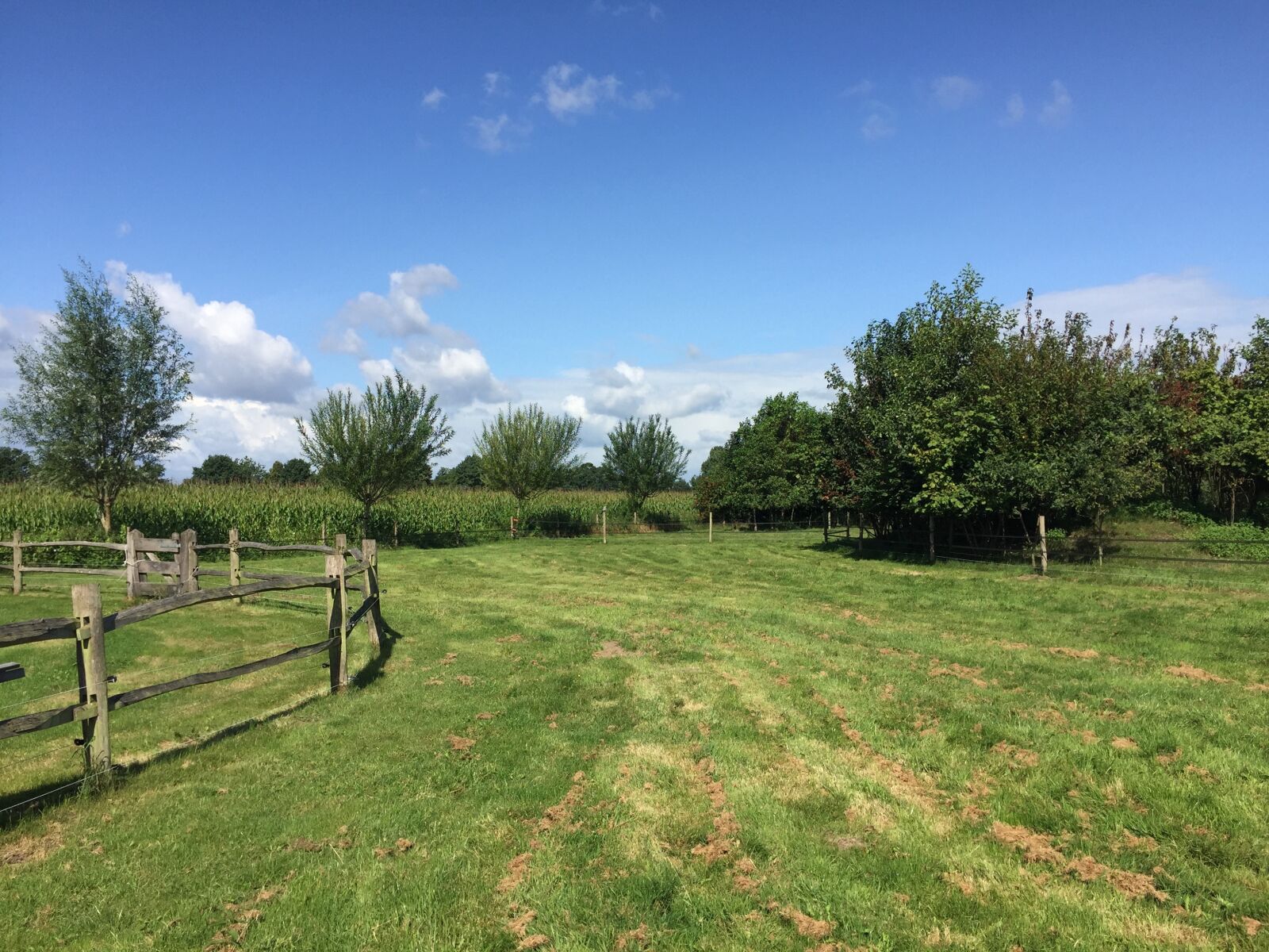 Apple iPhone 6 sample photo. Grass, sky, nature photography