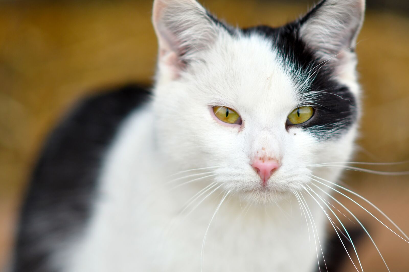 Nikon D500 sample photo. Cat, animal, eyes photography
