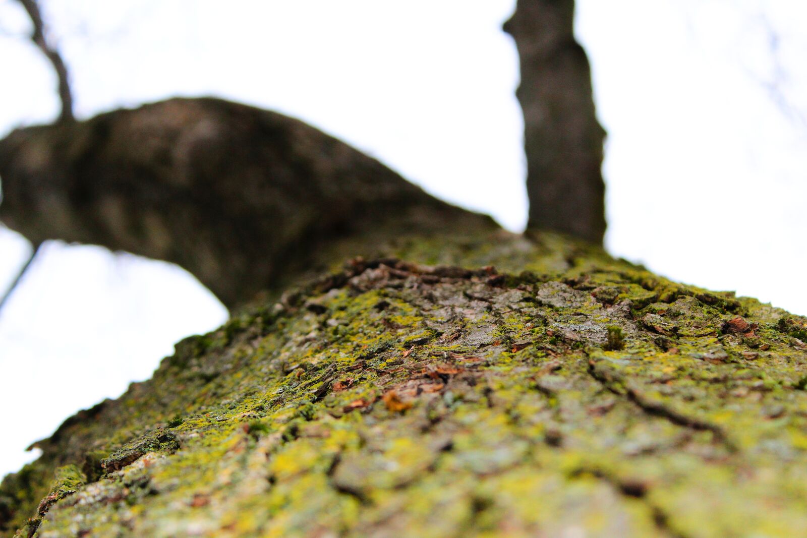 Canon EOS 1200D (EOS Rebel T5 / EOS Kiss X70 / EOS Hi) sample photo. Tree photography