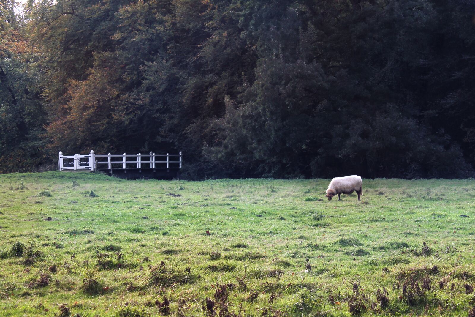 Canon EOS 1100D (EOS Rebel T3 / EOS Kiss X50) sample photo. Sheep, grass, grass field photography