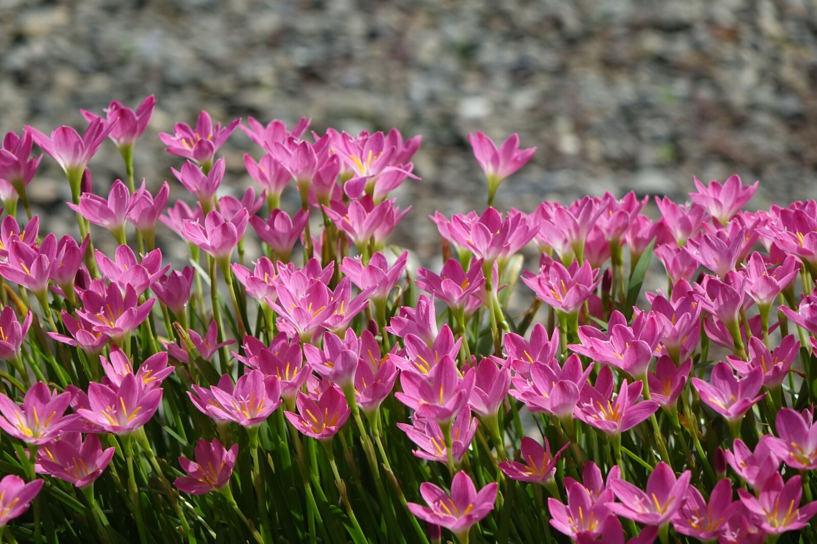 Sony Cyber-shot DSC-RX10 sample photo. Onion blue, pink, nature photography