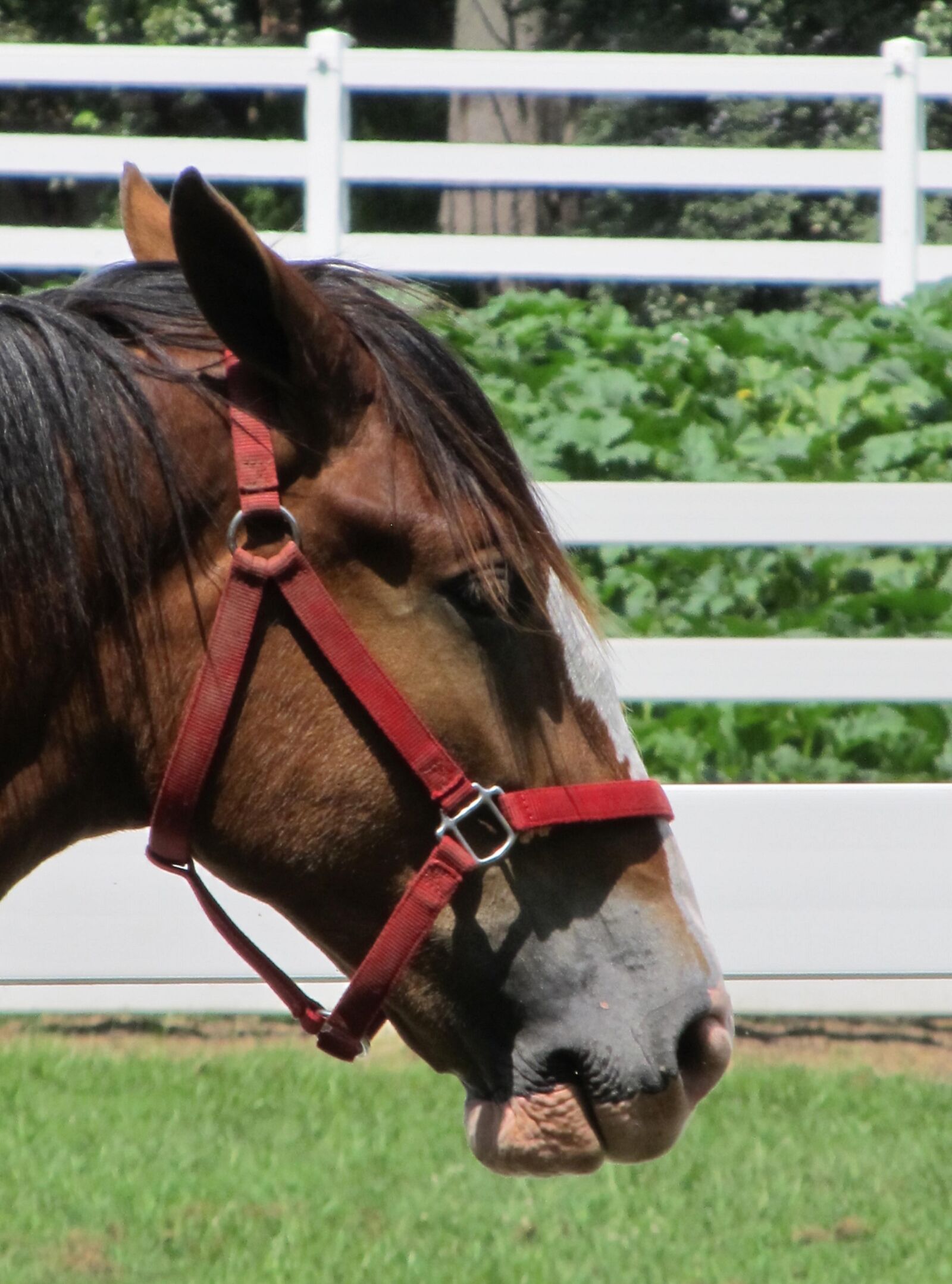 Canon PowerShot SX130 IS sample photo. Horse, head, profile photography