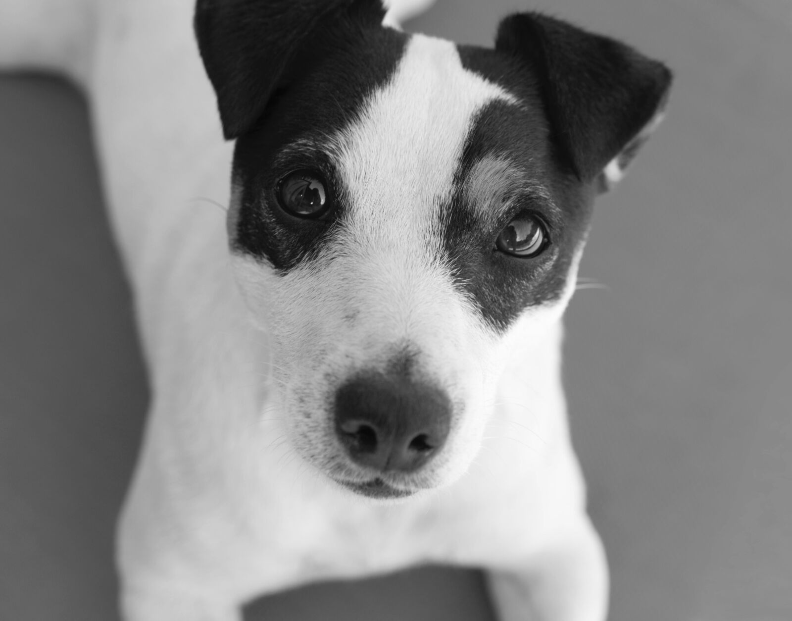Nikon D5600 sample photo. Jack russel, dog, cute photography