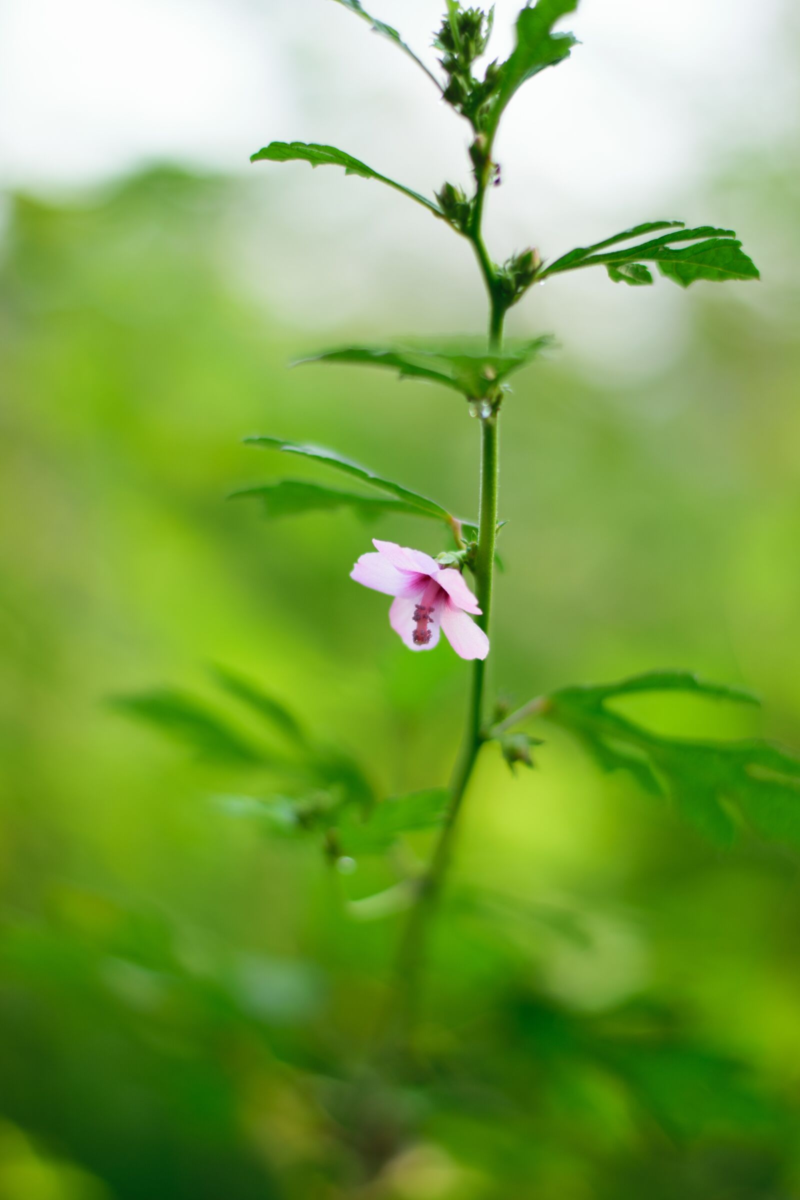 Nikon D5300 sample photo. Beauty in nature, close-up photography