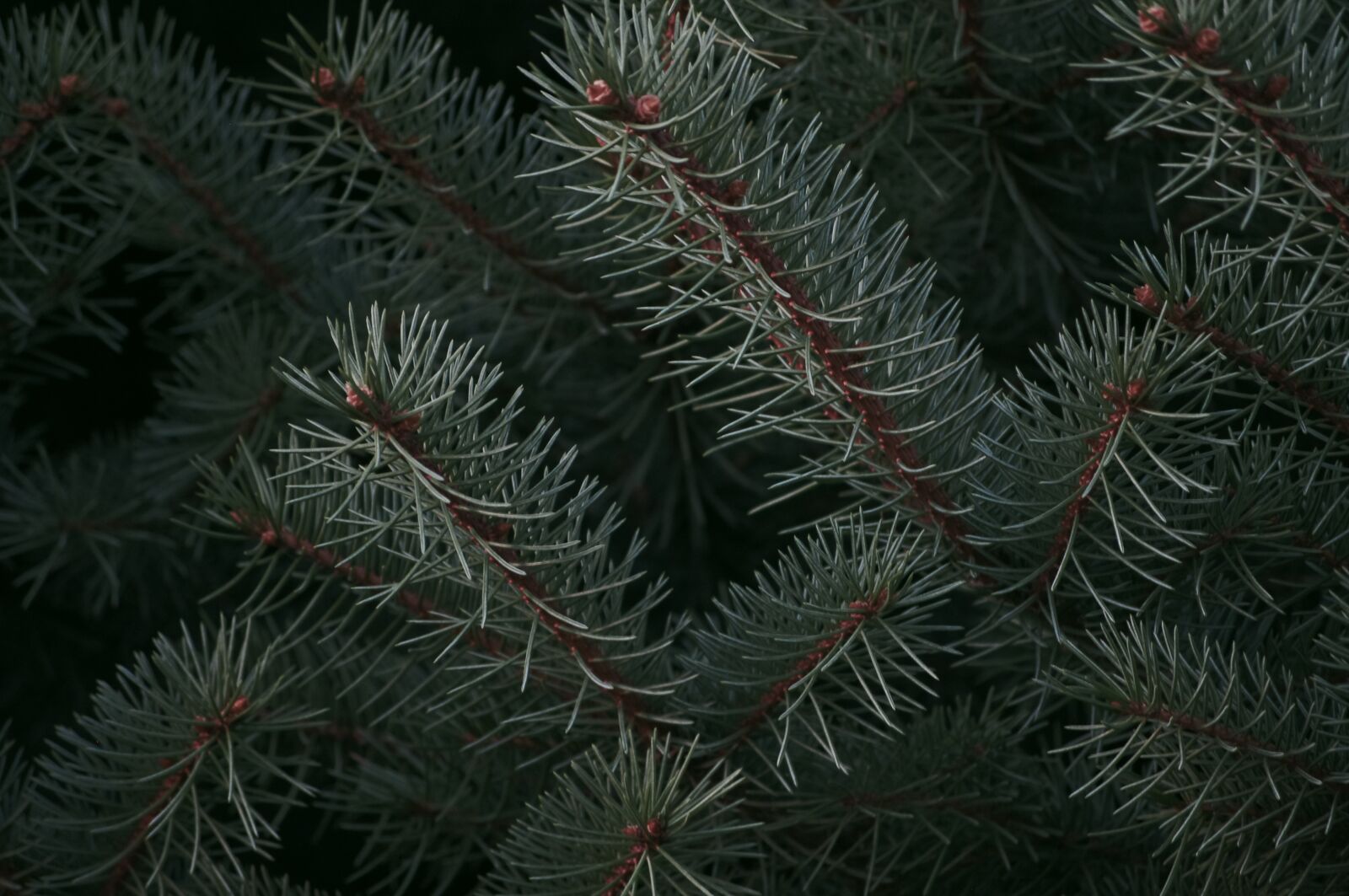 Pentax K-r sample photo. Pine cone, pine tree photography