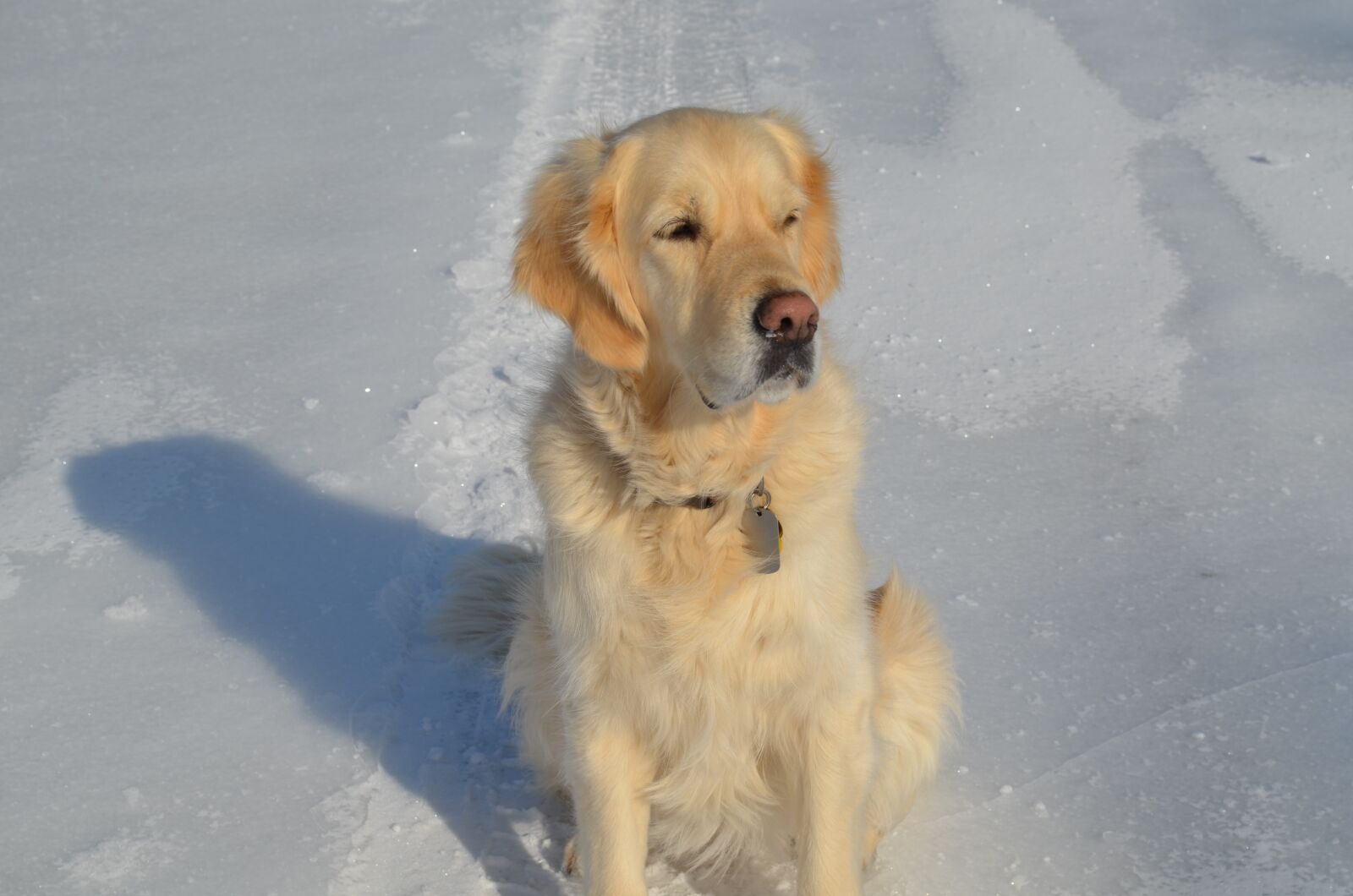 Nikon D5100 sample photo. Golden retriever, snow, sitting photography