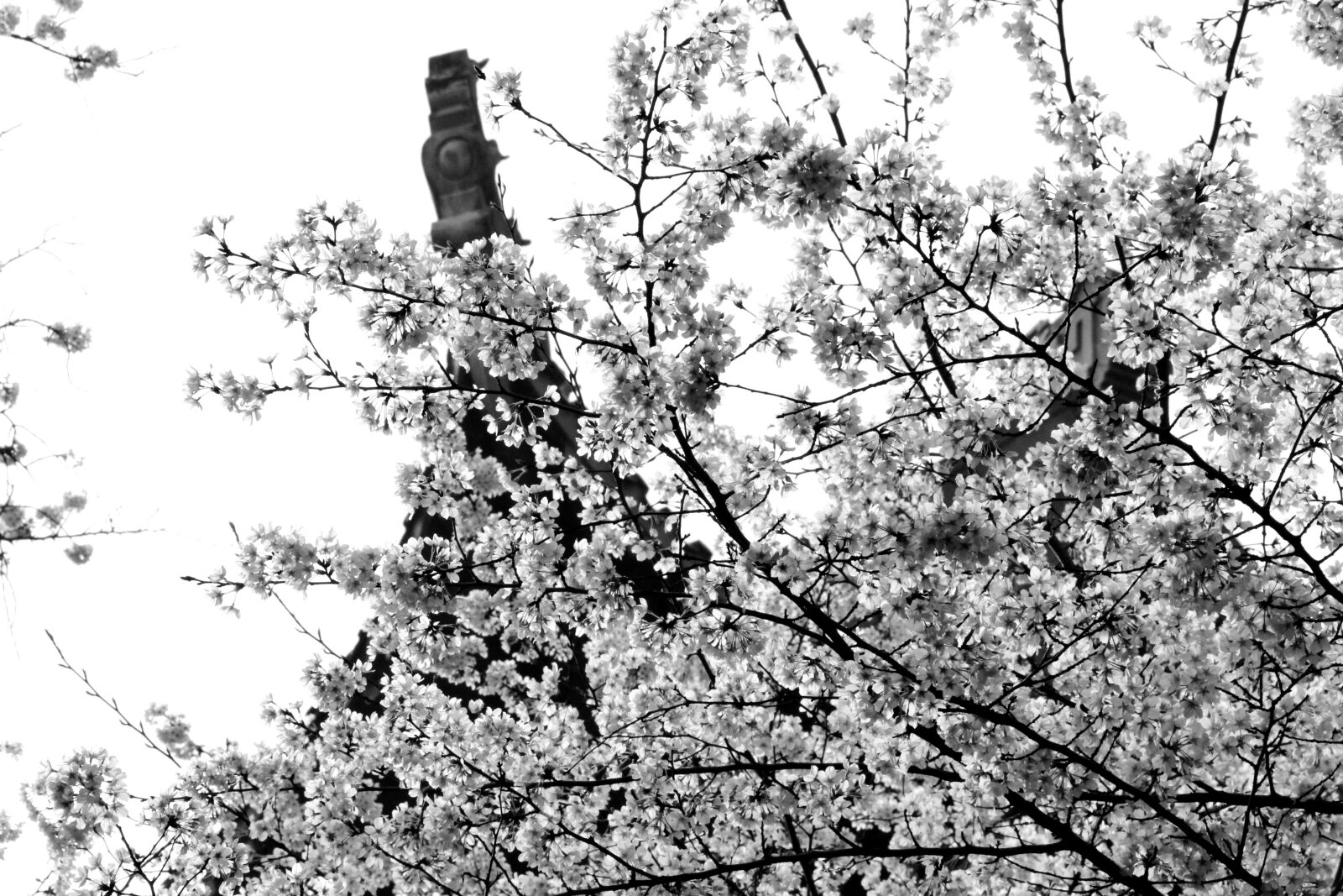 Canon EF-S 18-135mm F3.5-5.6 IS sample photo. Cherry blossom, scenery, china photography