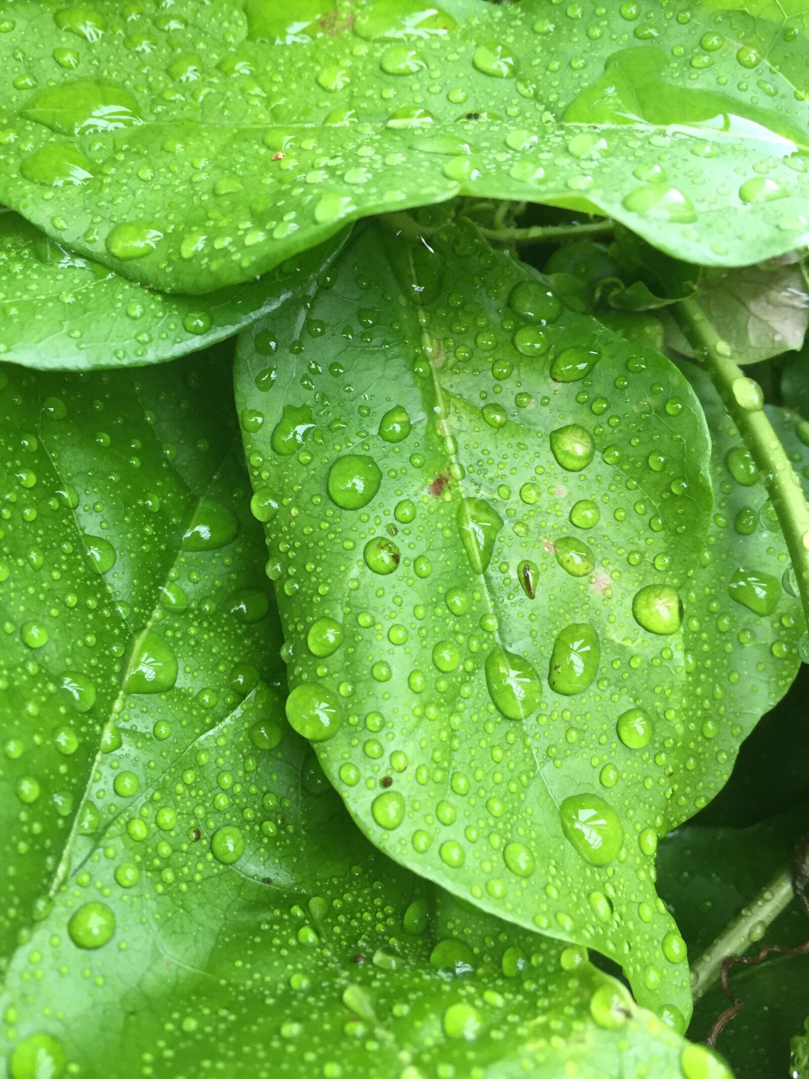 Apple iPhone 6 sample photo. Green, water, plant photography
