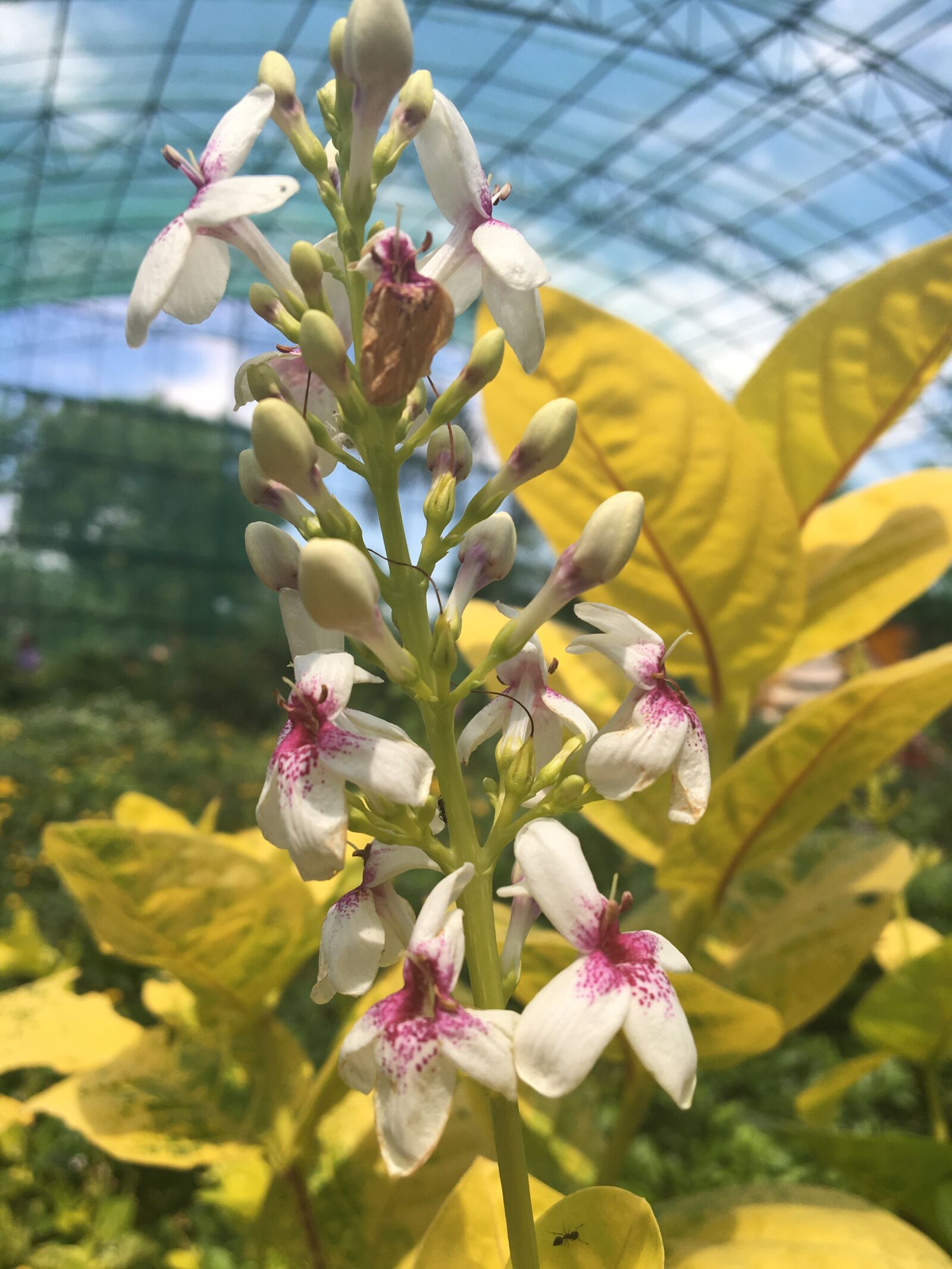 Apple iPhone 6s sample photo