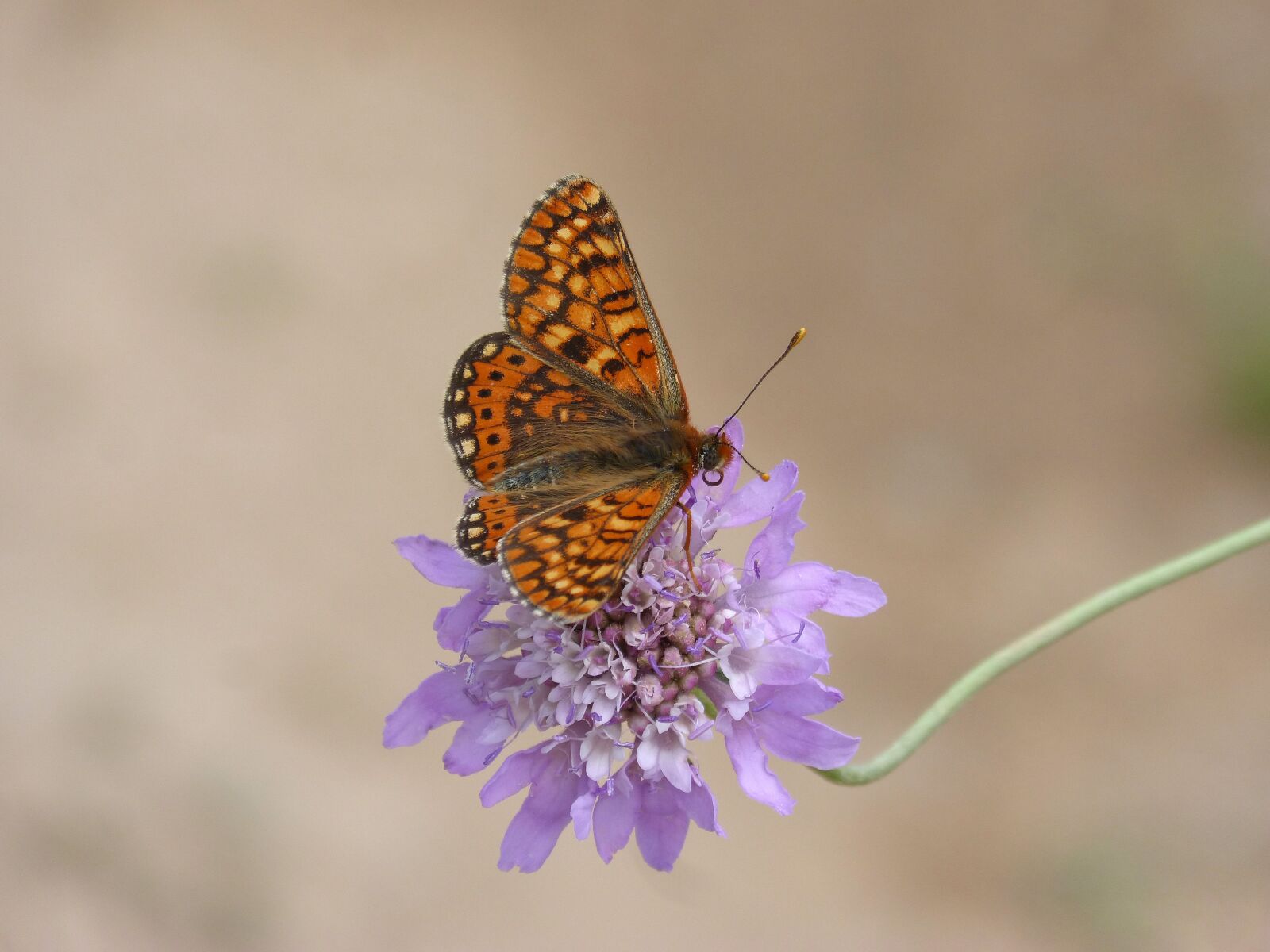 Panasonic DMC-FZ62 sample photo. Butterfly, damero knapweed, melitaea photography