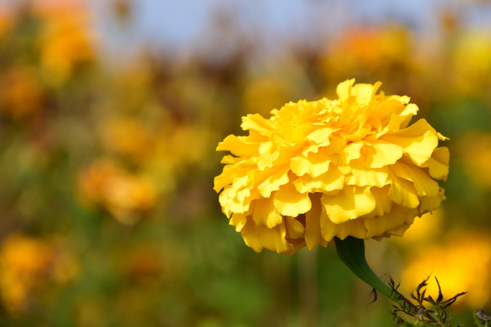 Nikon D3300 sample photo. Tagete, marigold, blossom photography