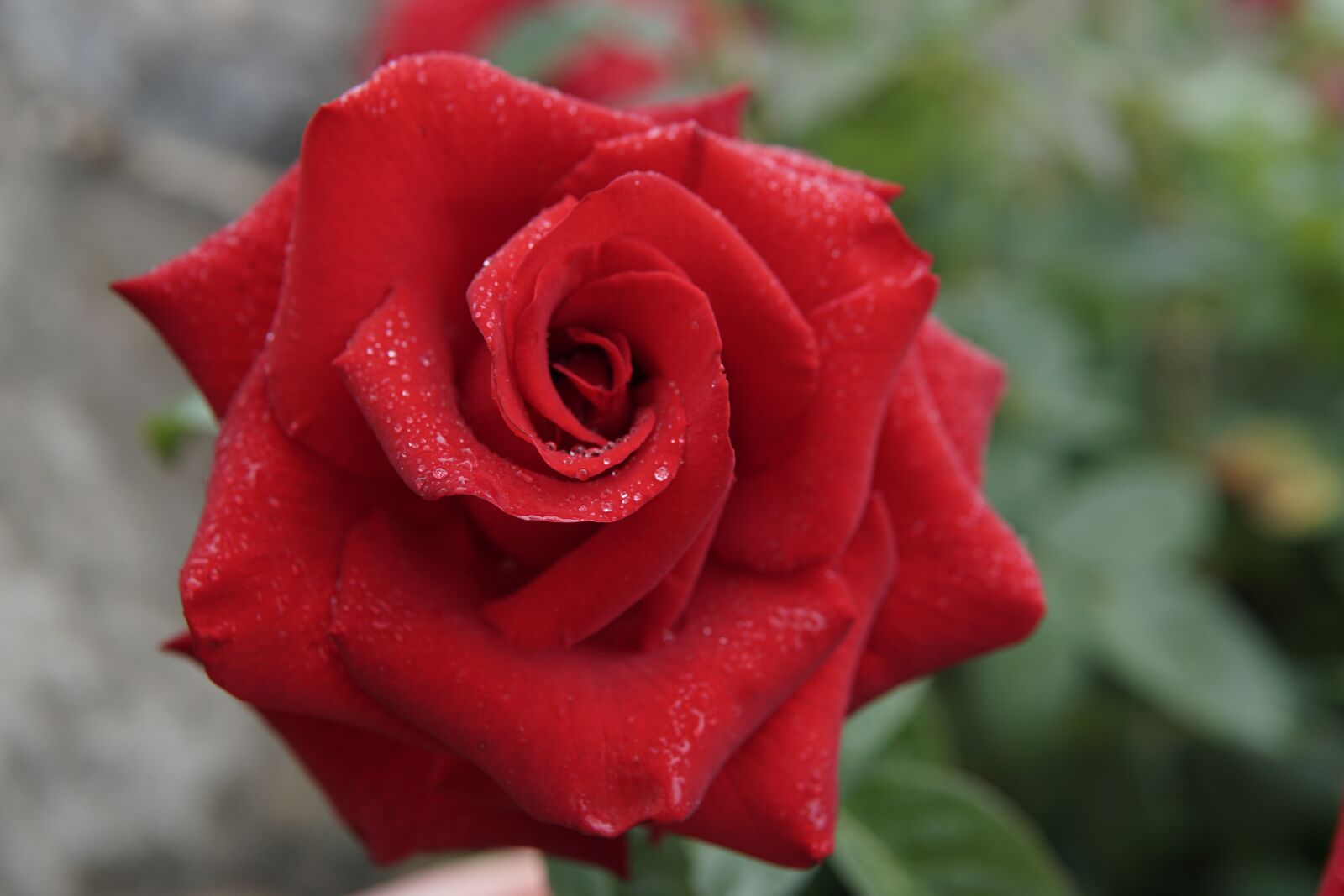 30mm F1.4 DC DN | Contemporary 016 sample photo. Red rose, beautiful, dew photography