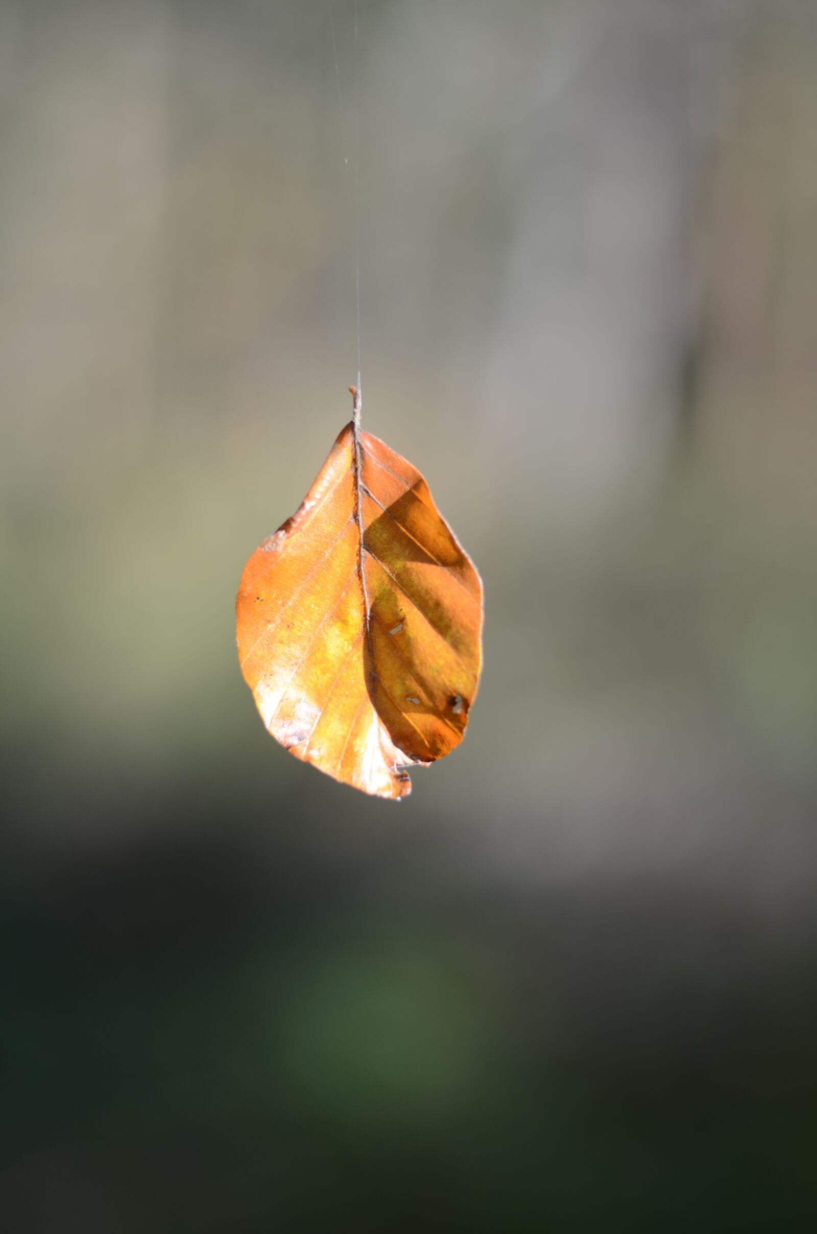 Nikon D5100 sample photo. Autumn, sheet, bokeh photography