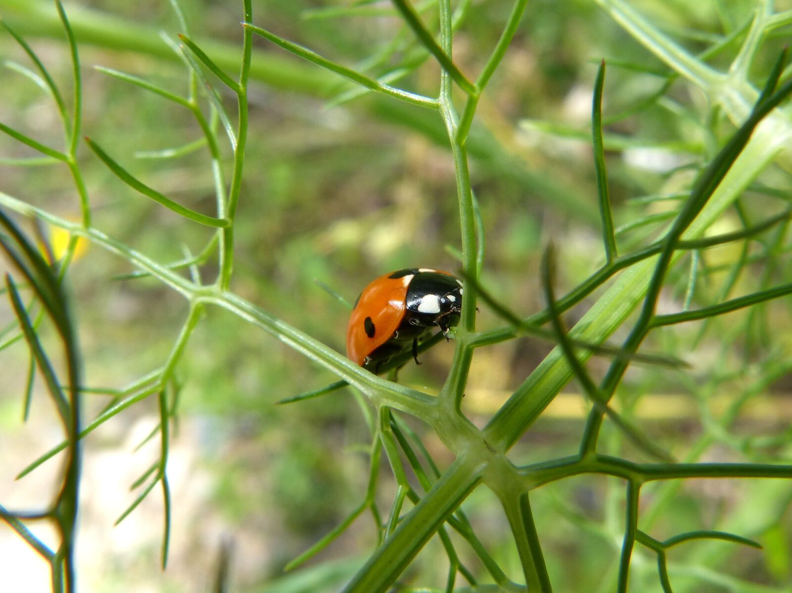 Panasonic DMC-FZ62 sample photo. Ladybug, insect, fennel photography