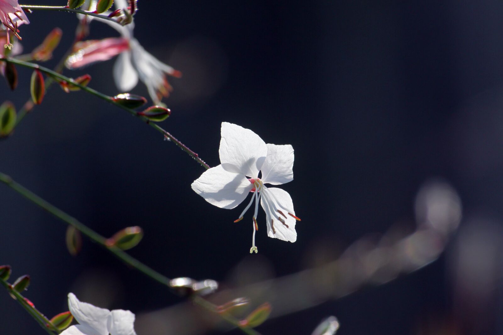 Canon EOS 50D sample photo. White flowers, summer, flowers photography