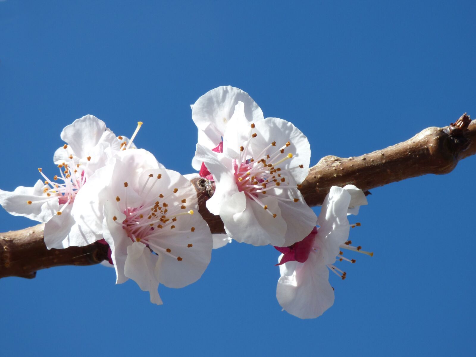 Panasonic Lumix DMC-FZ70 sample photo. Flowery branch, flowers, apricot photography