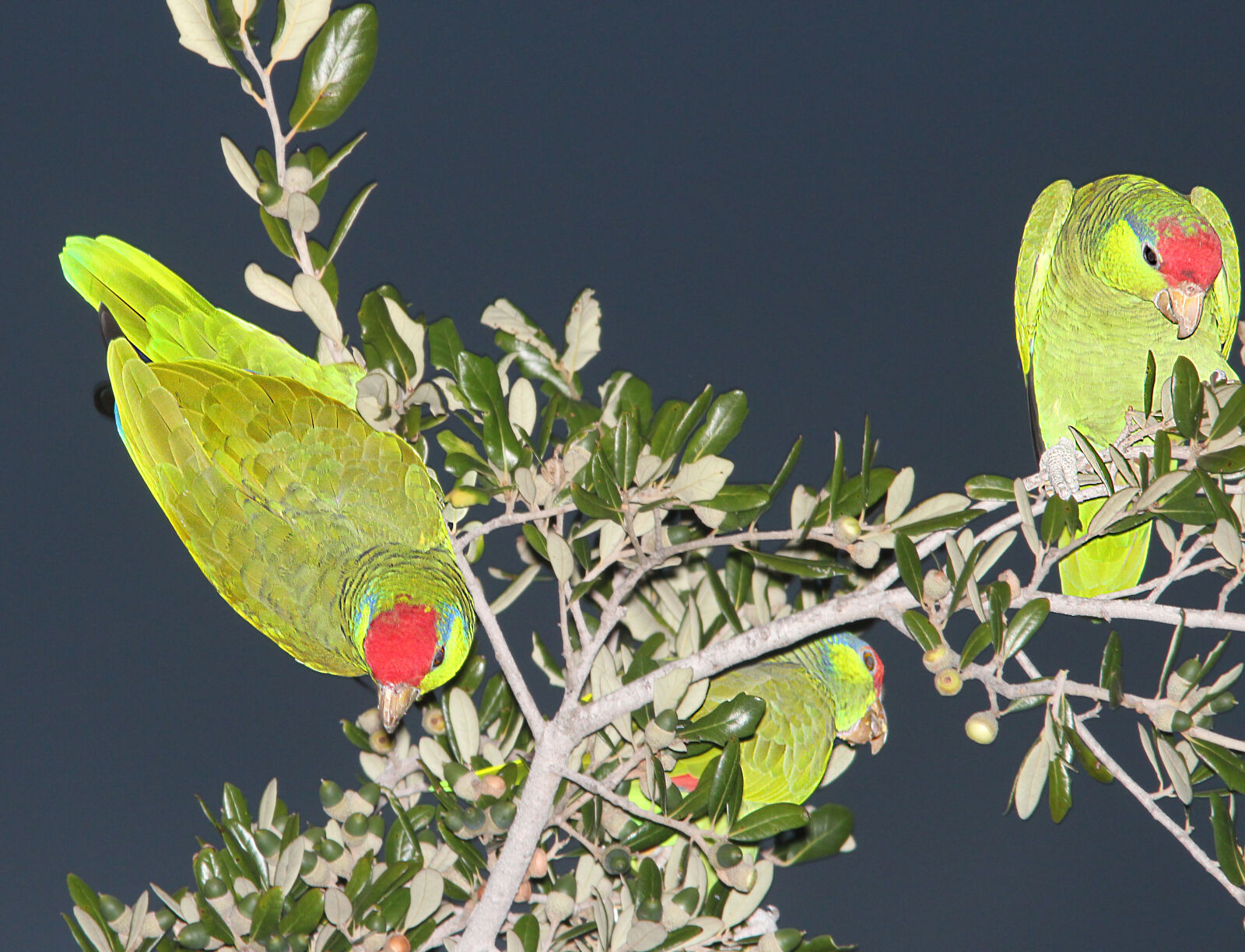 Canon EF 300mm F4L IS USM sample photo