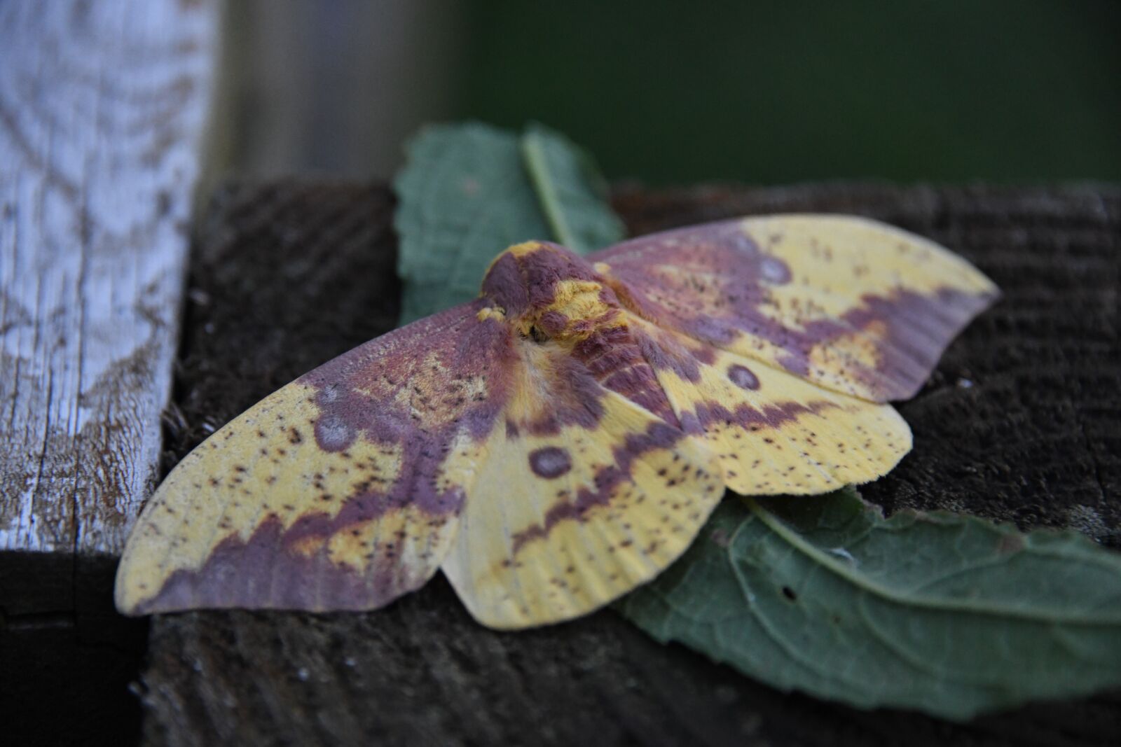 Nikon D850 sample photo. Imperial, moth, eacles photography