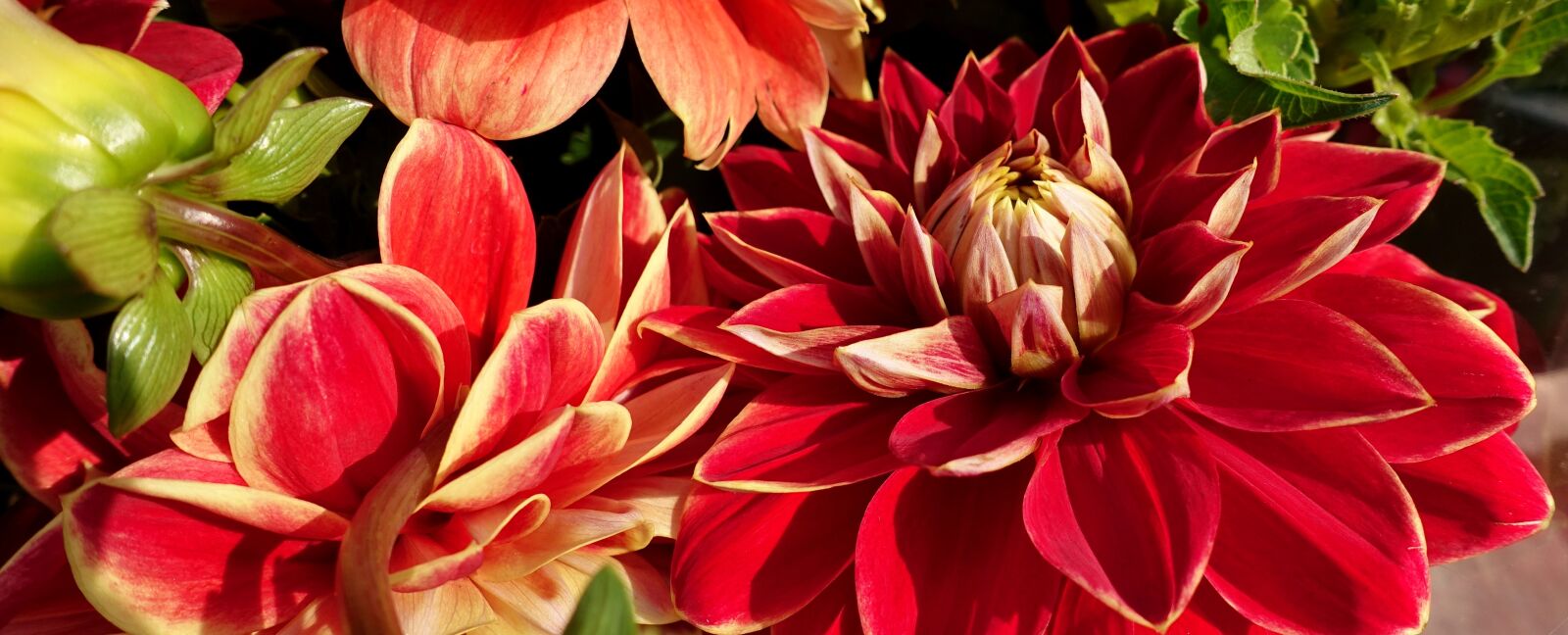 Sony DSC-RX100M5 sample photo. Dahlia, plant, flower photography