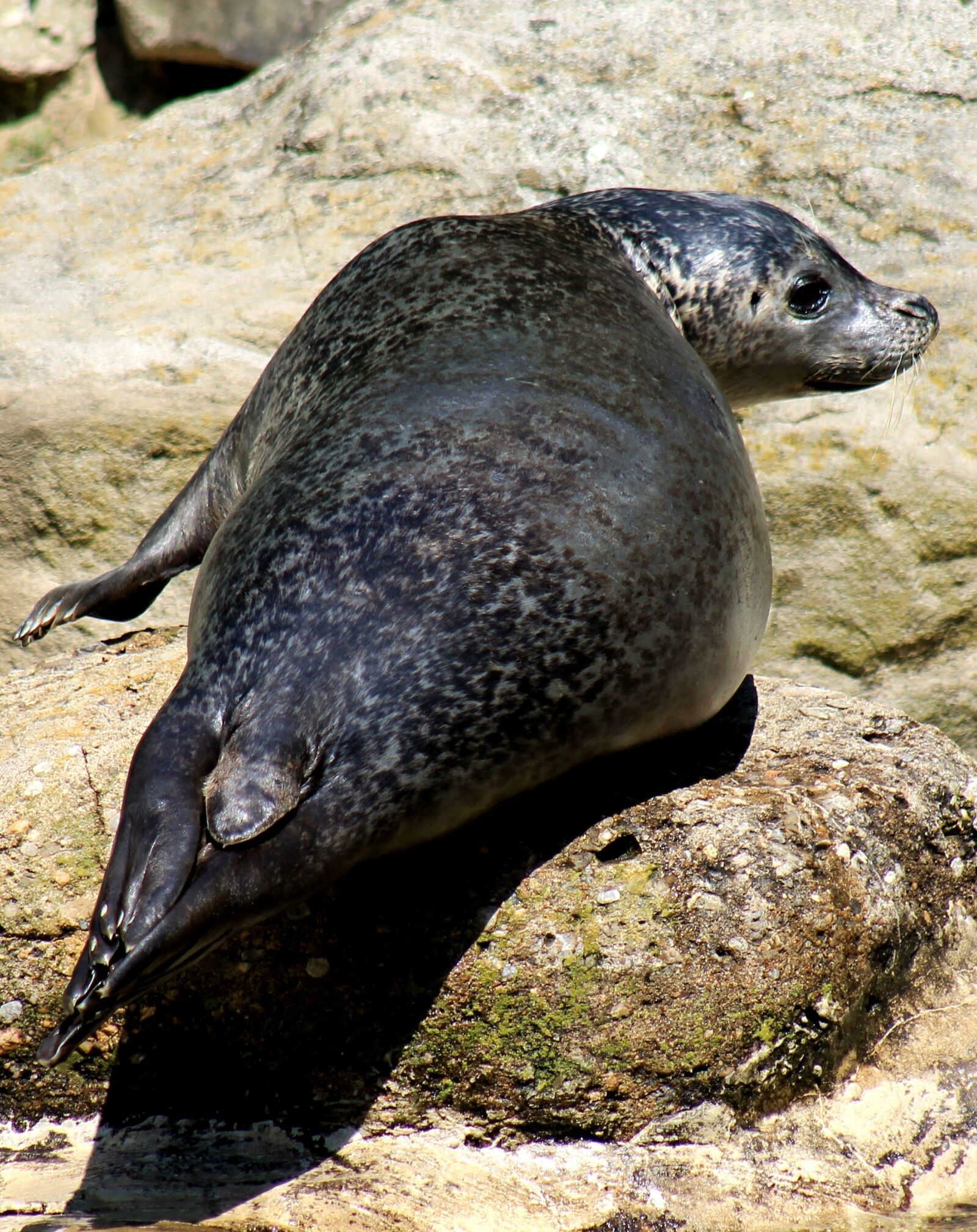 Canon EF 75-300mm f/4-5.6 sample photo. Seal, zoo, water photography