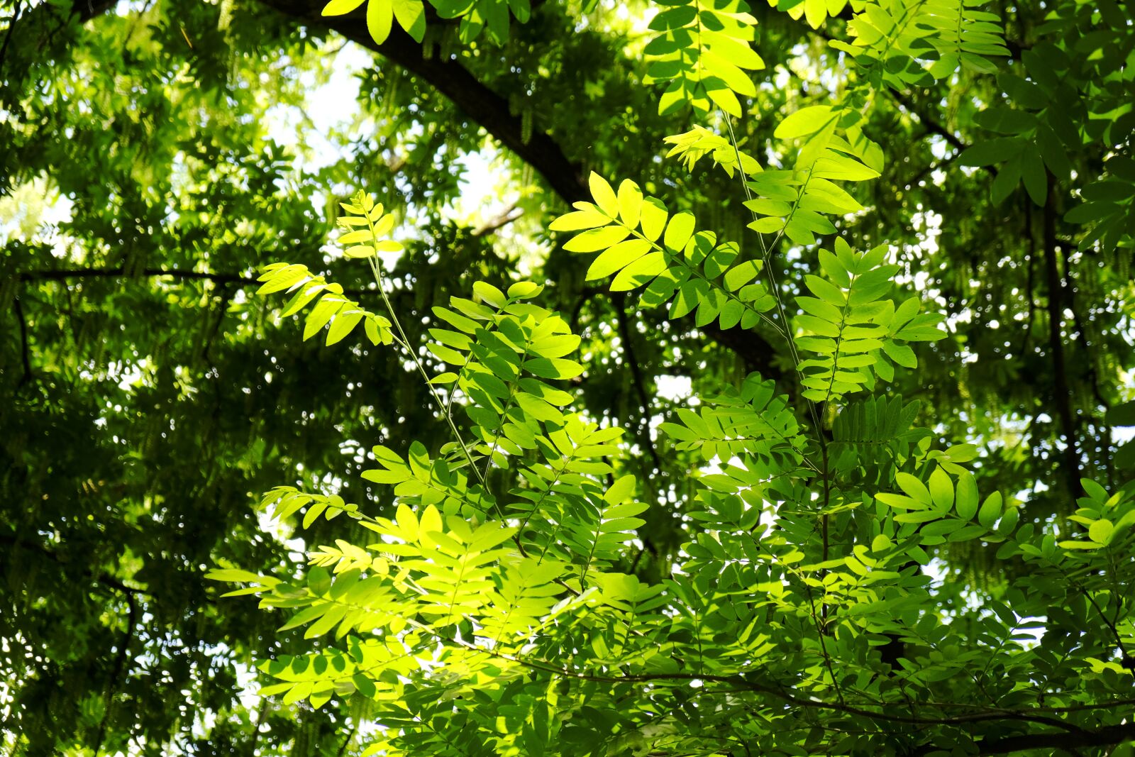 Fujifilm X-T20 sample photo. Trees, the leaves, tree photography