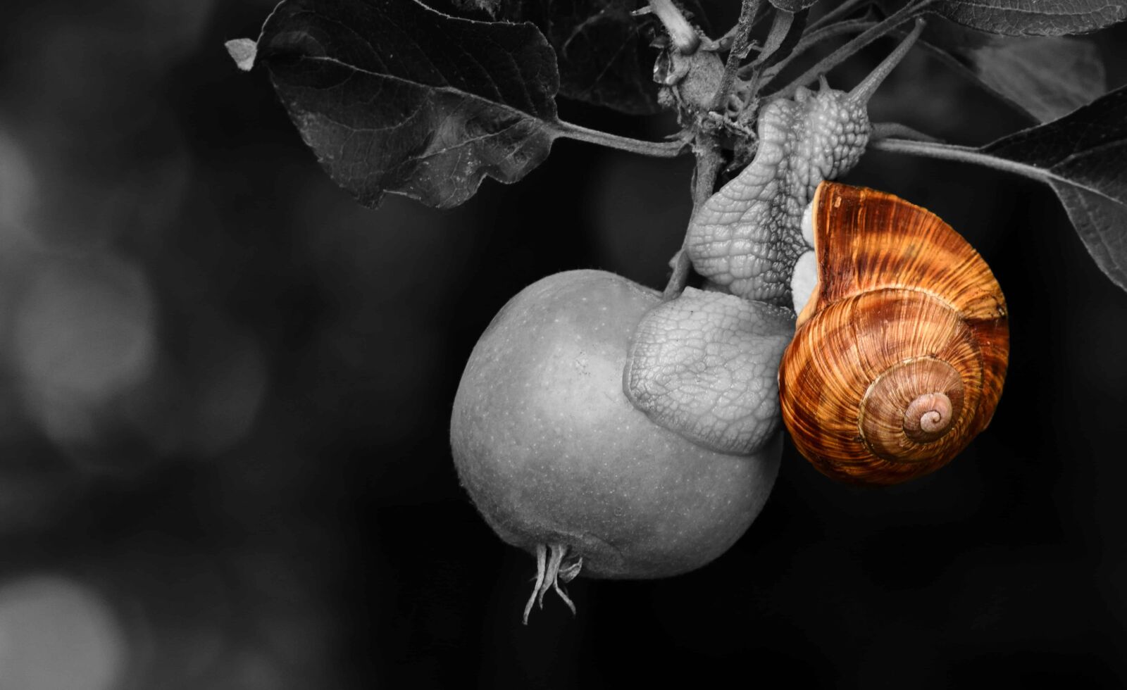 Nikon D3300 sample photo. Snail, animal, brown, fruit photography